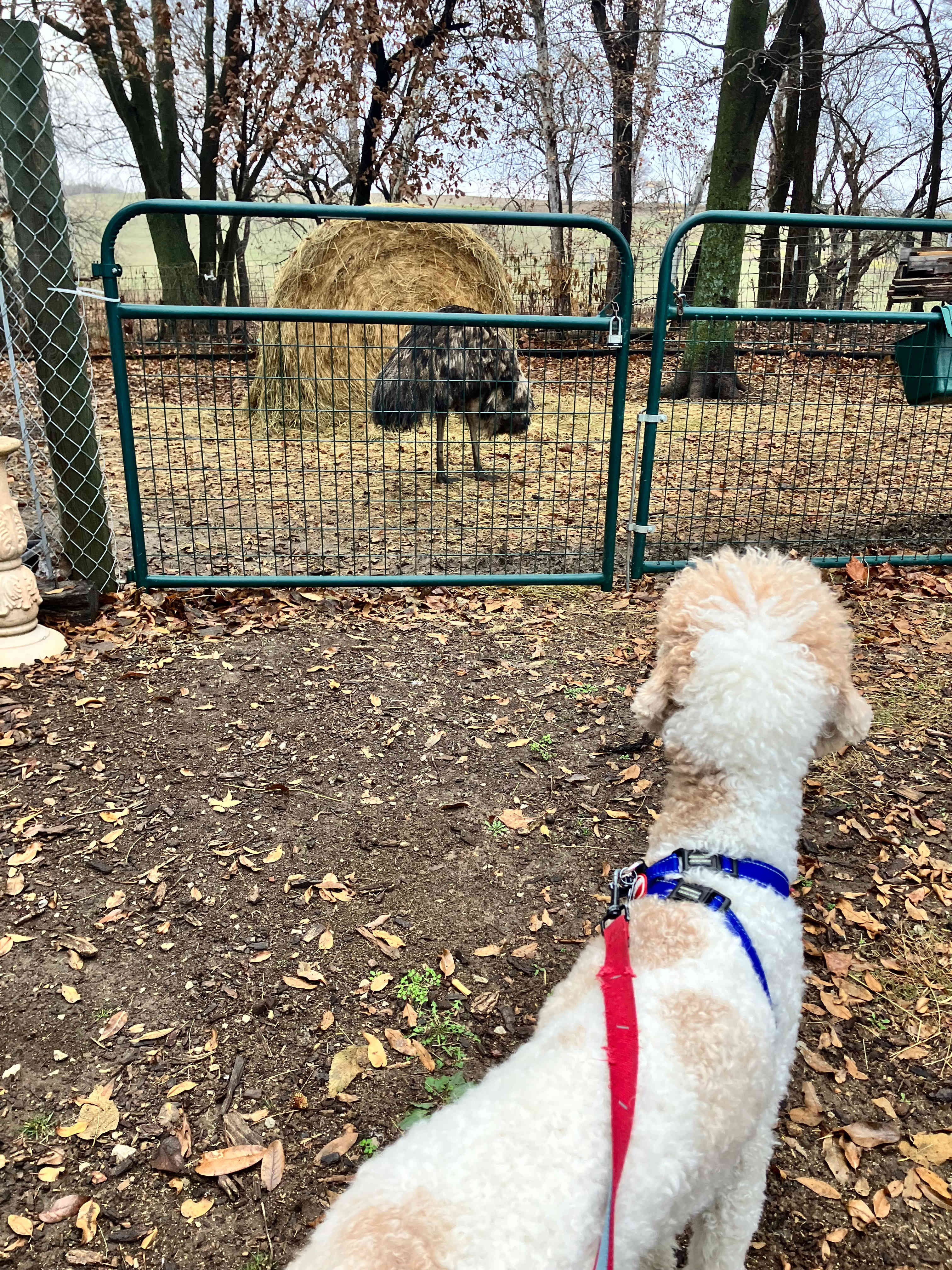 The animals on site were so cool to hang out with! 