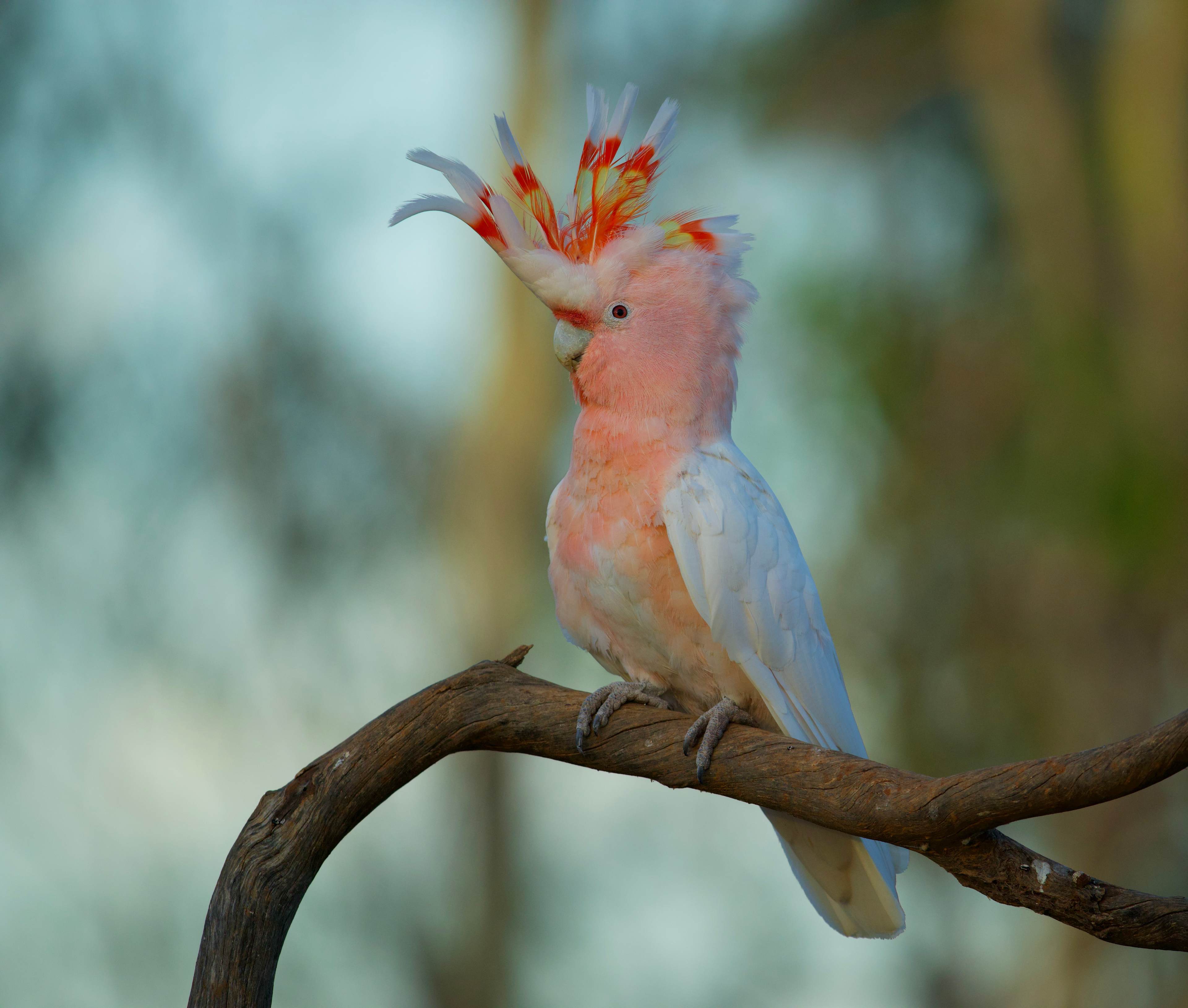 Pink Cockatoo at the parrot hide
