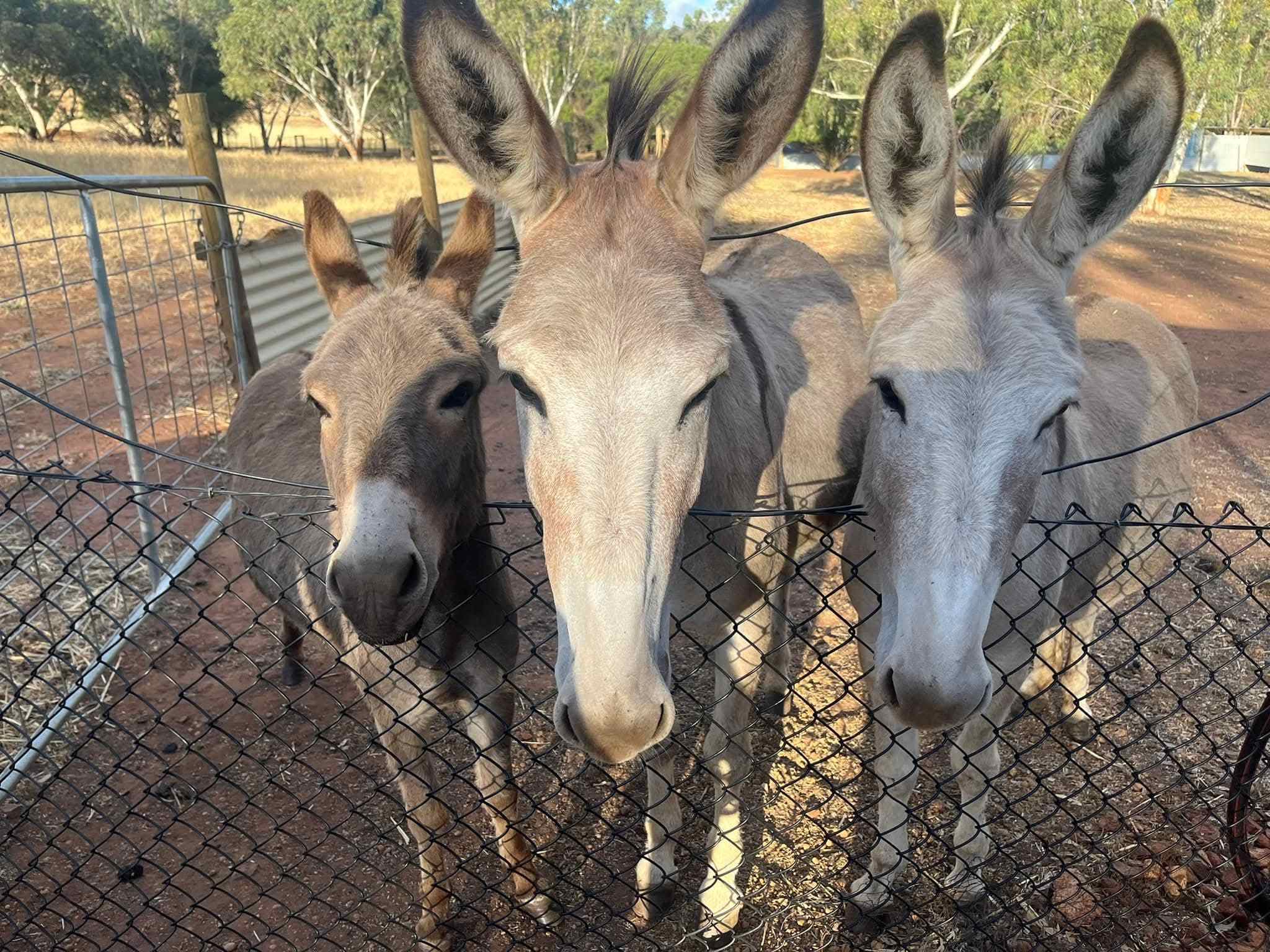 Sandalwood Downs  Farm Stay Toodyay