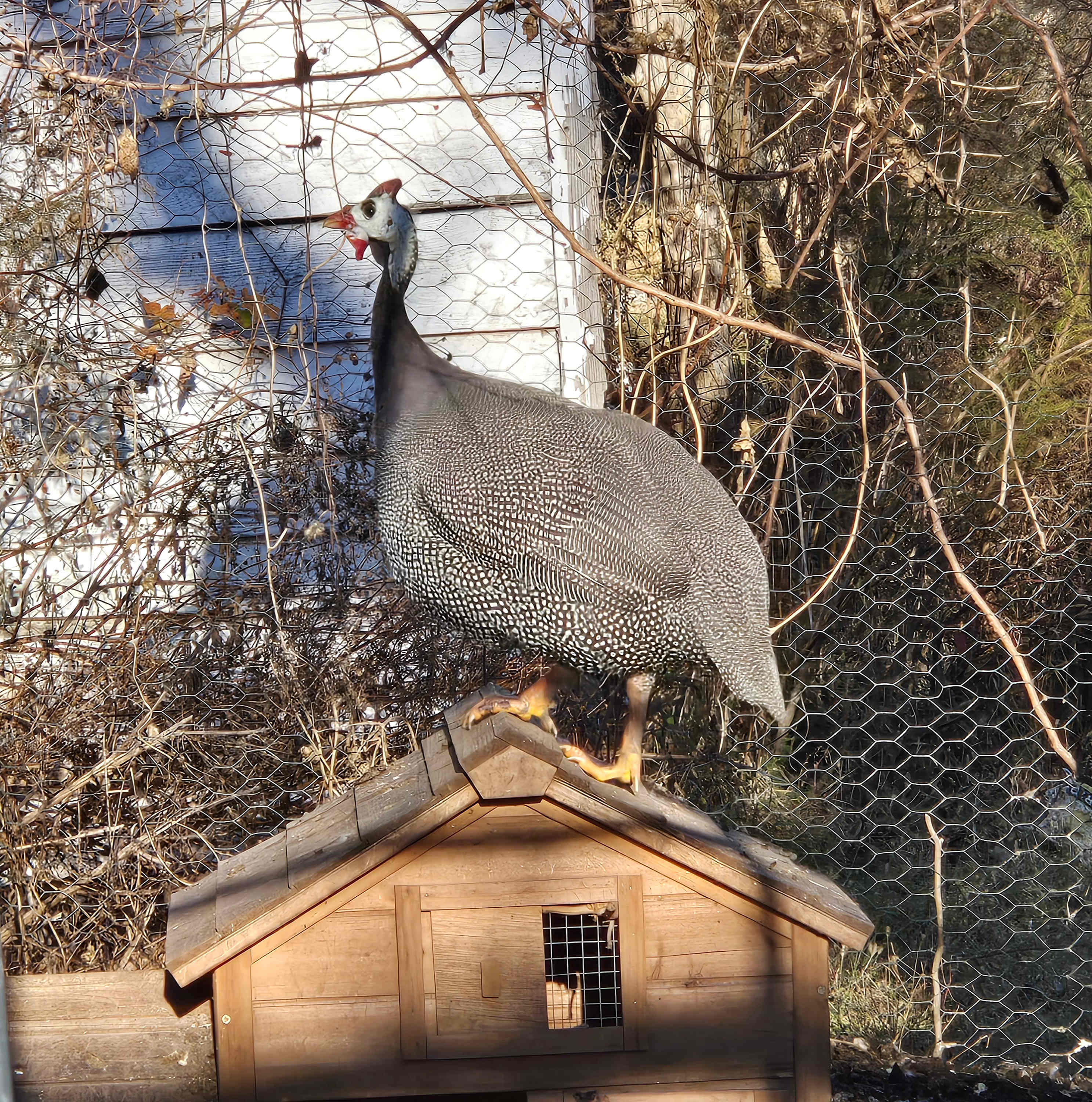 The Guinea Farm, Field, and Forest