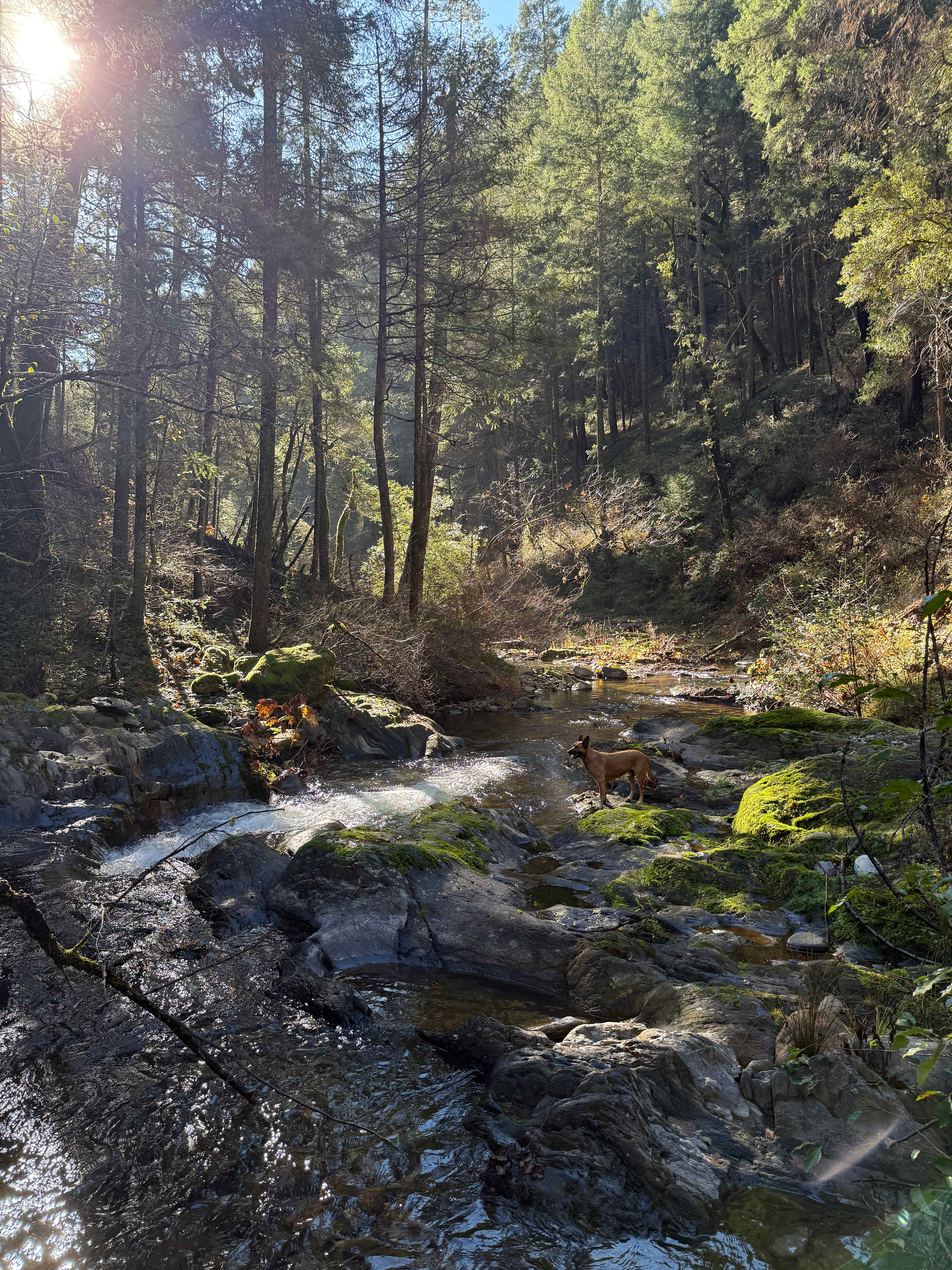 160 Acres amidst National Forest