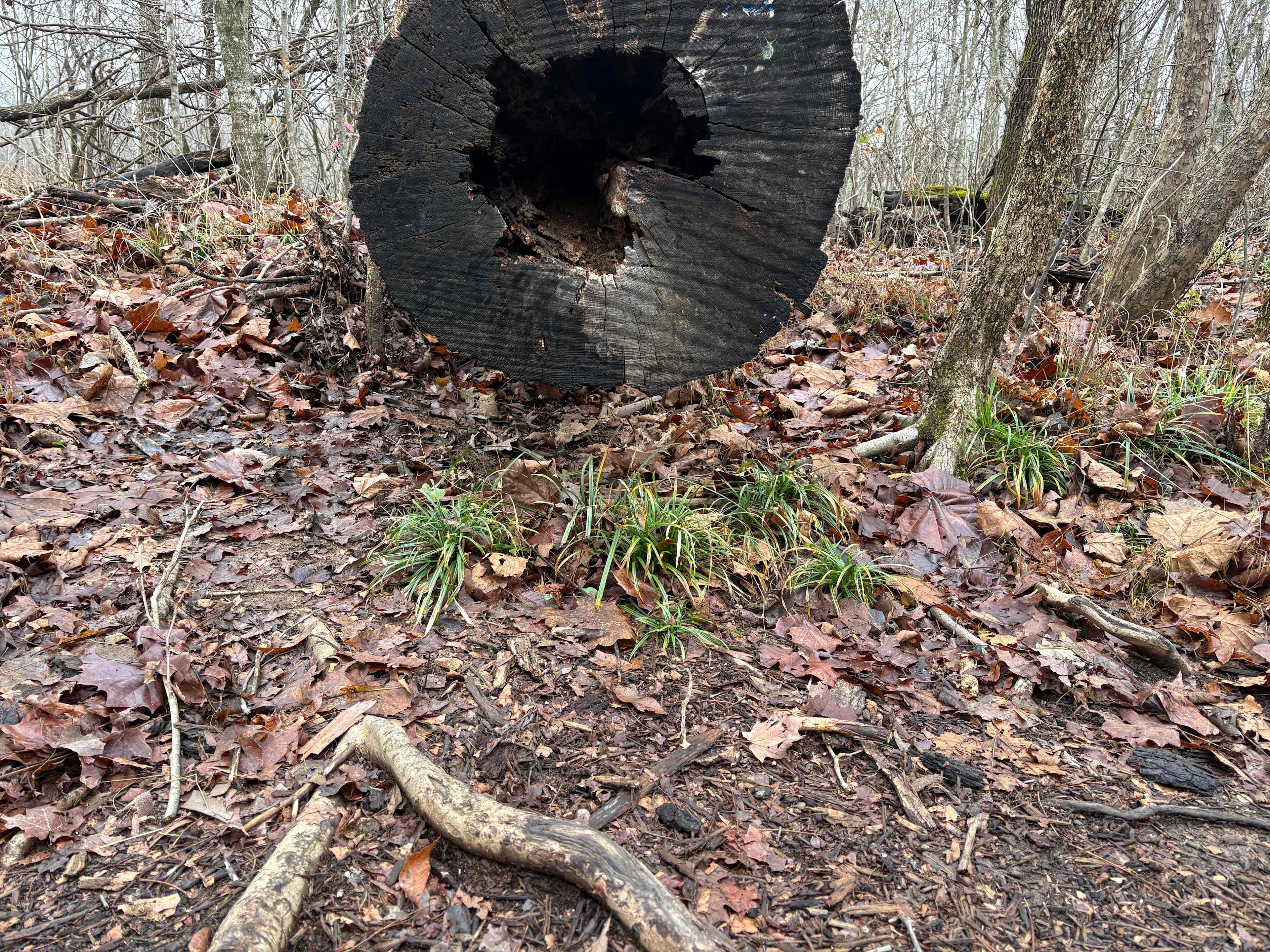 Castor River access tree