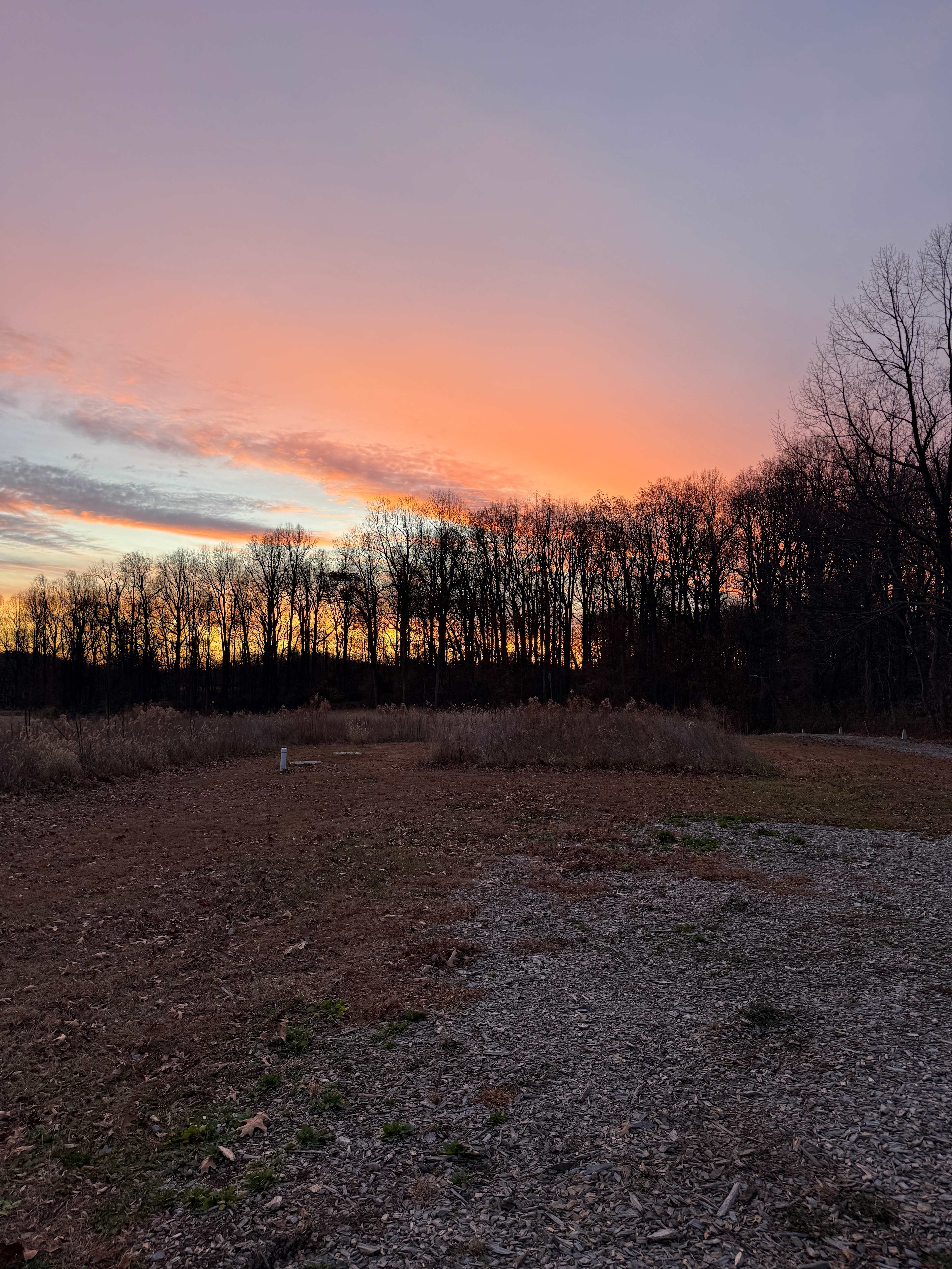 Colors over the tree line 
