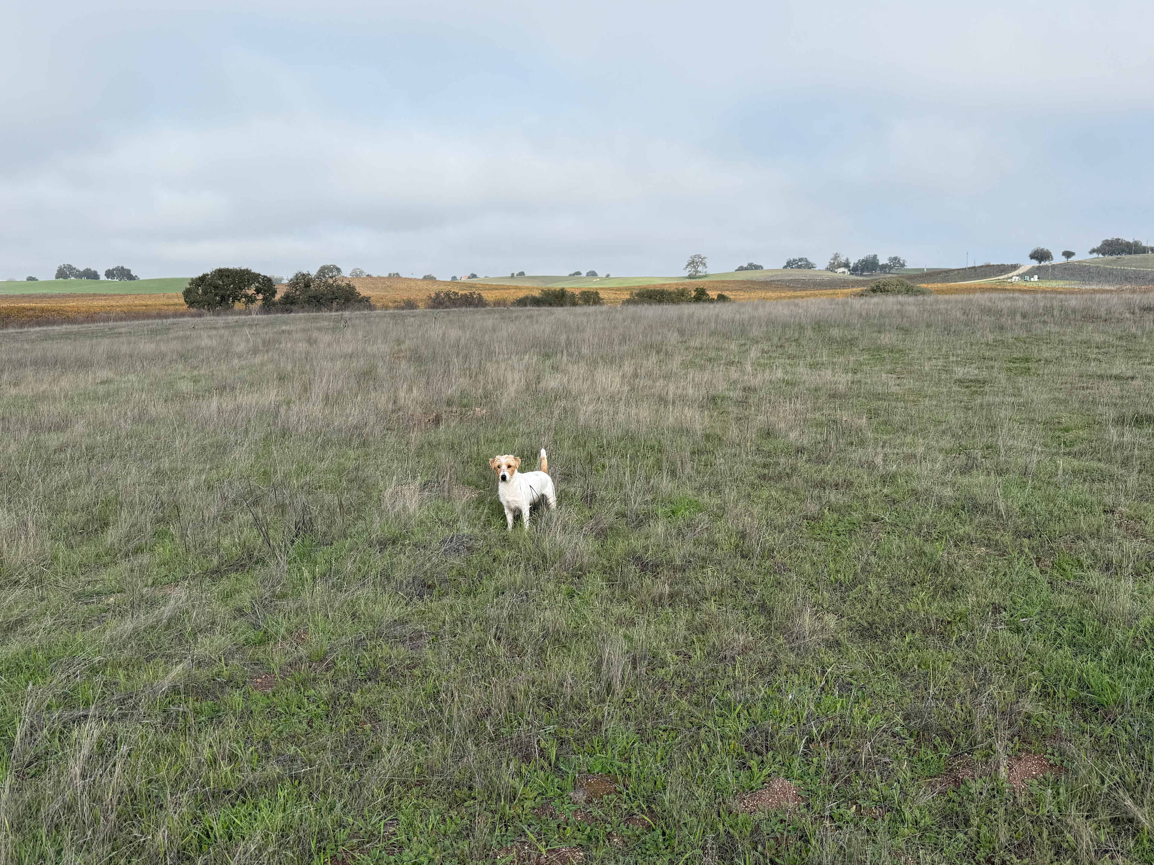 Vinyl Vineyards Glampground