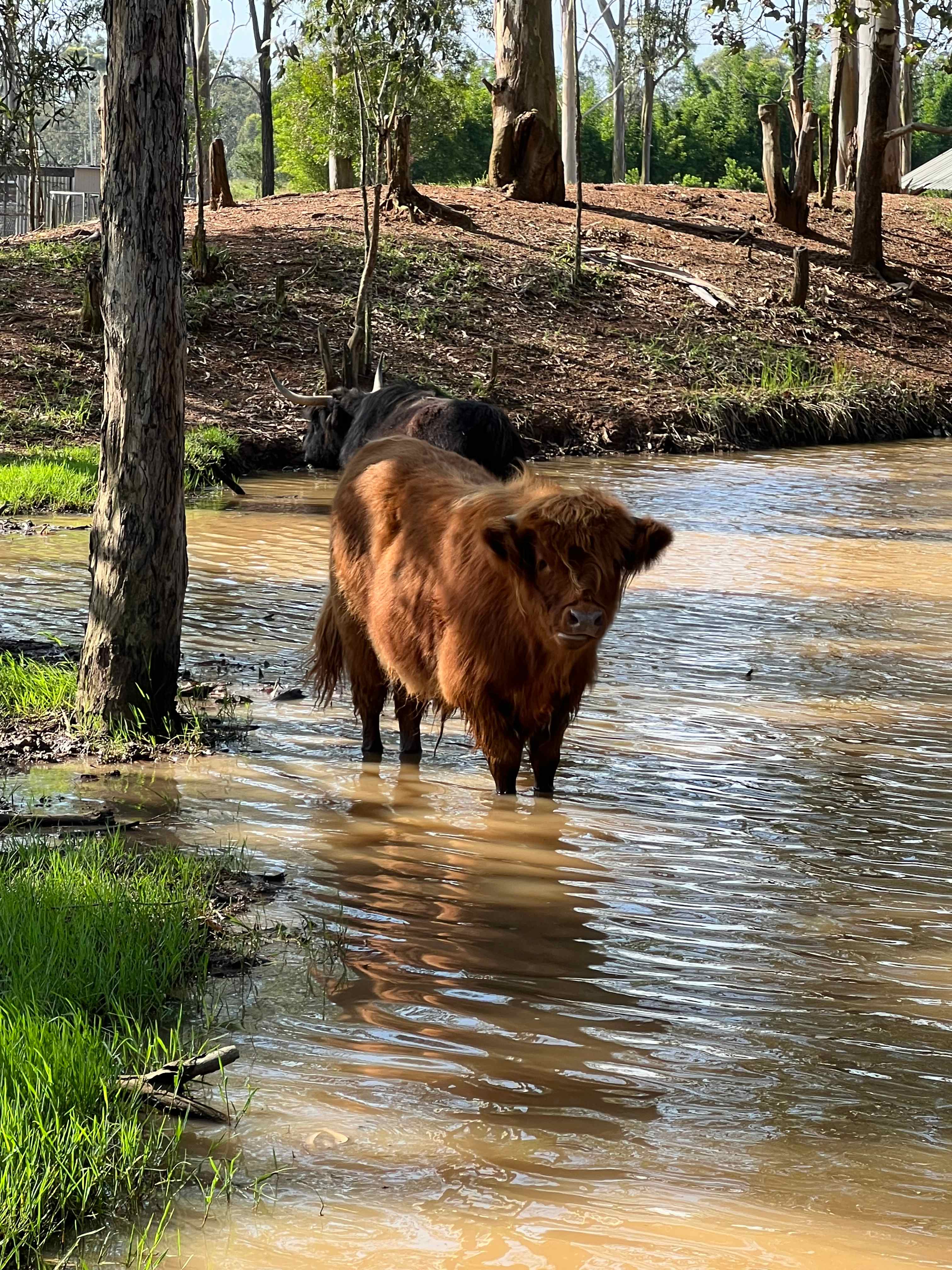 Gumtree Dam Highlands