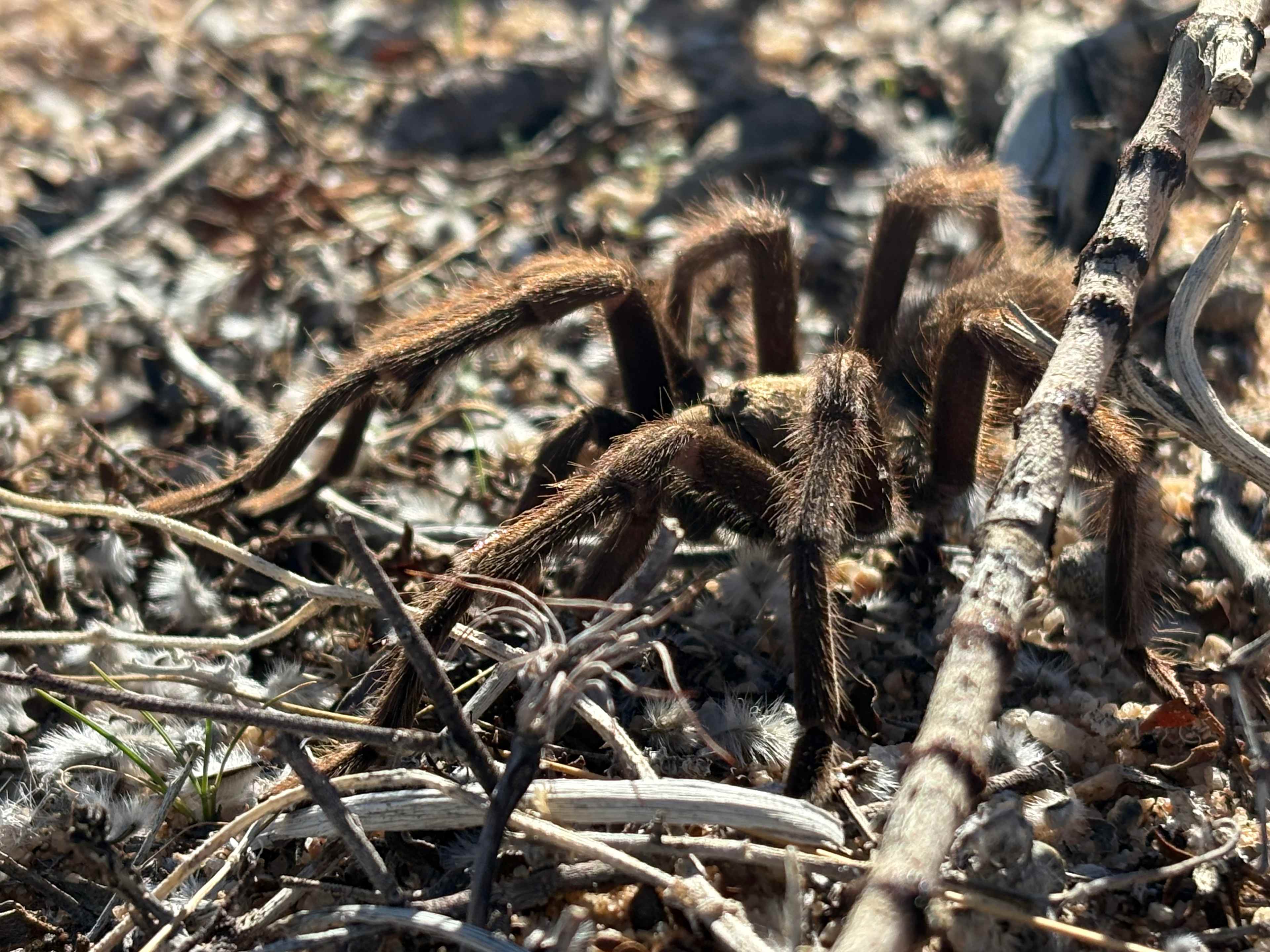 Cozy Retreat in Joshua Tree