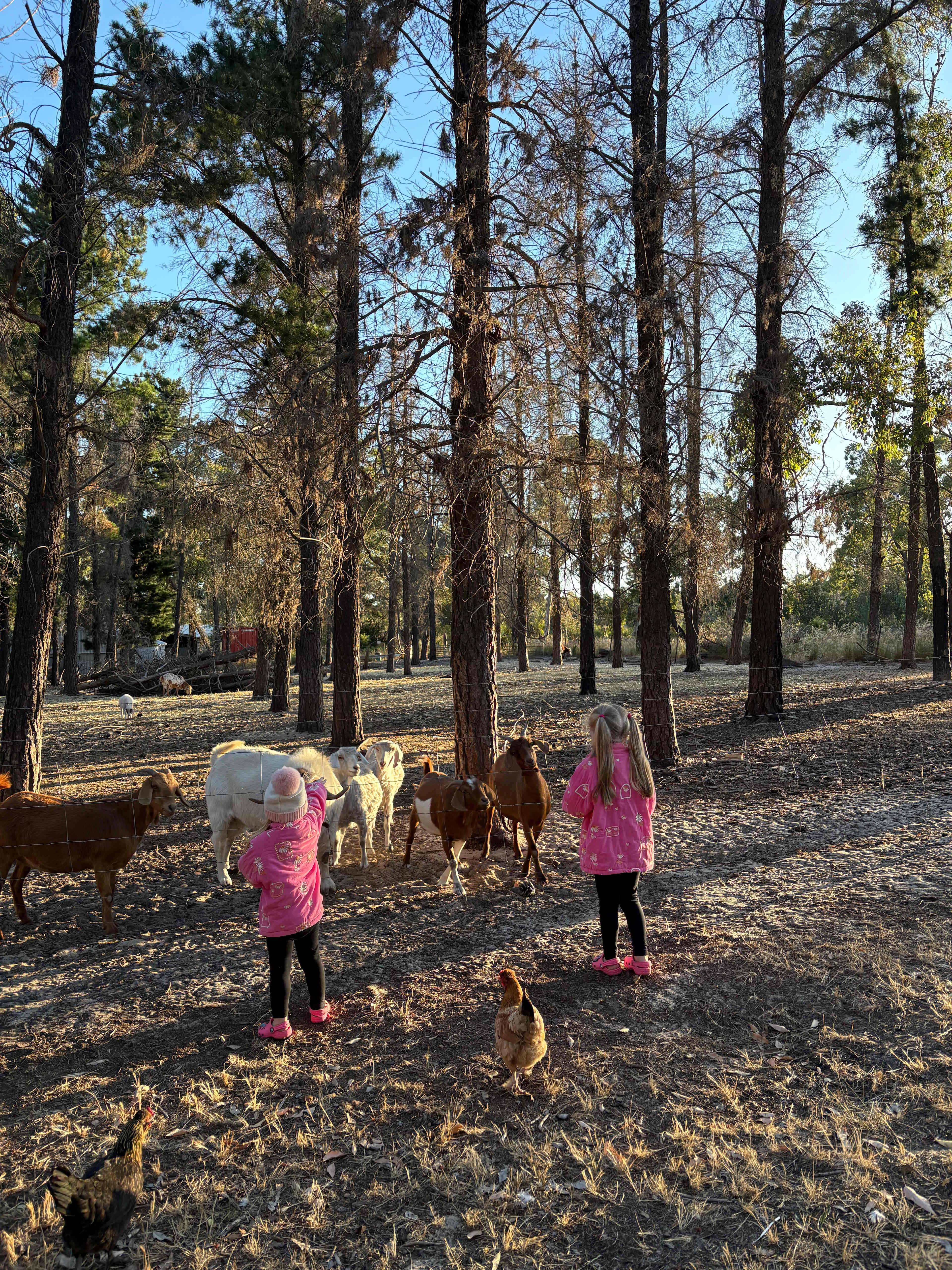 Little Eeden Farm Pine Camp