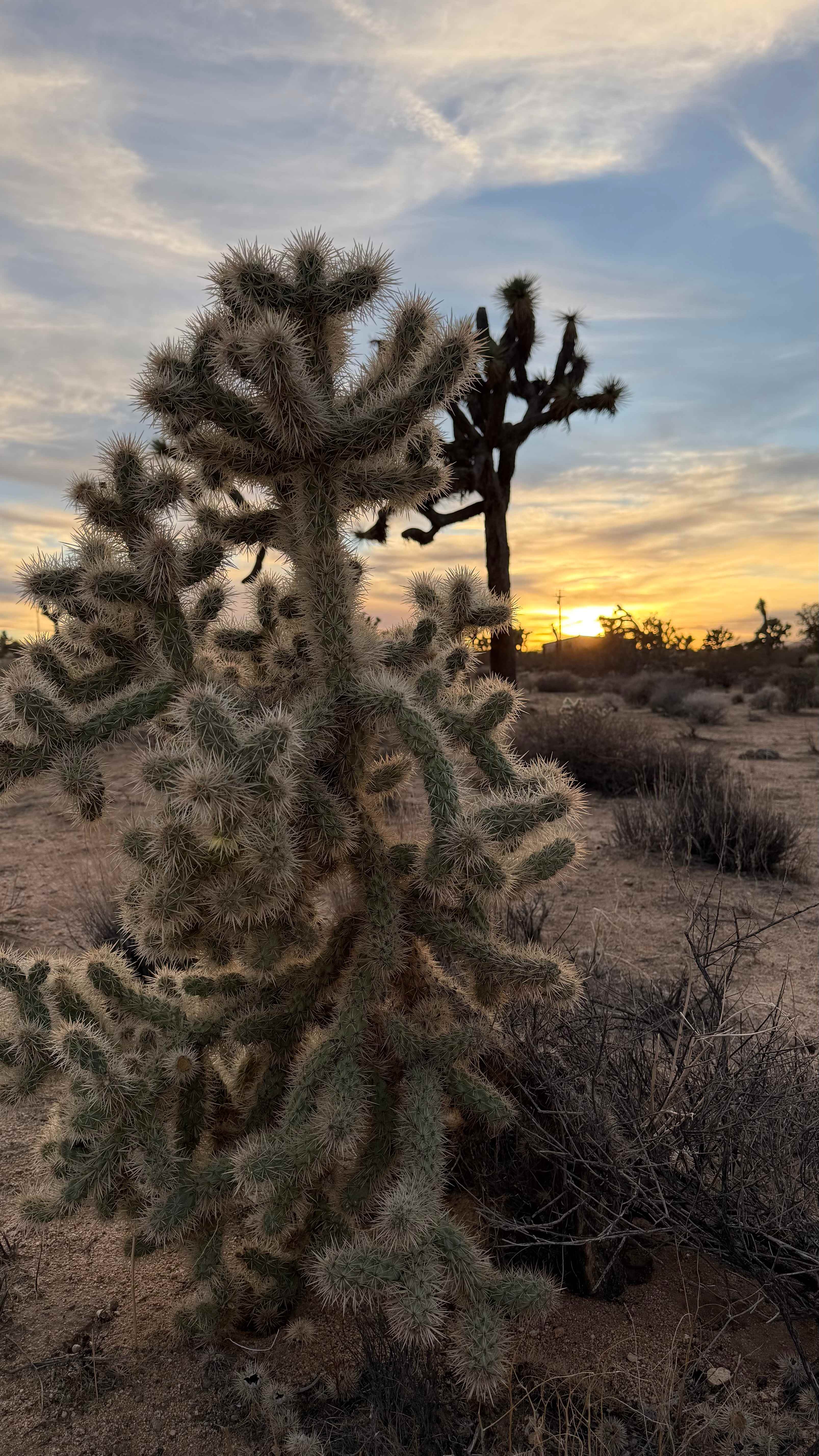 Caribbean Mojave Escape