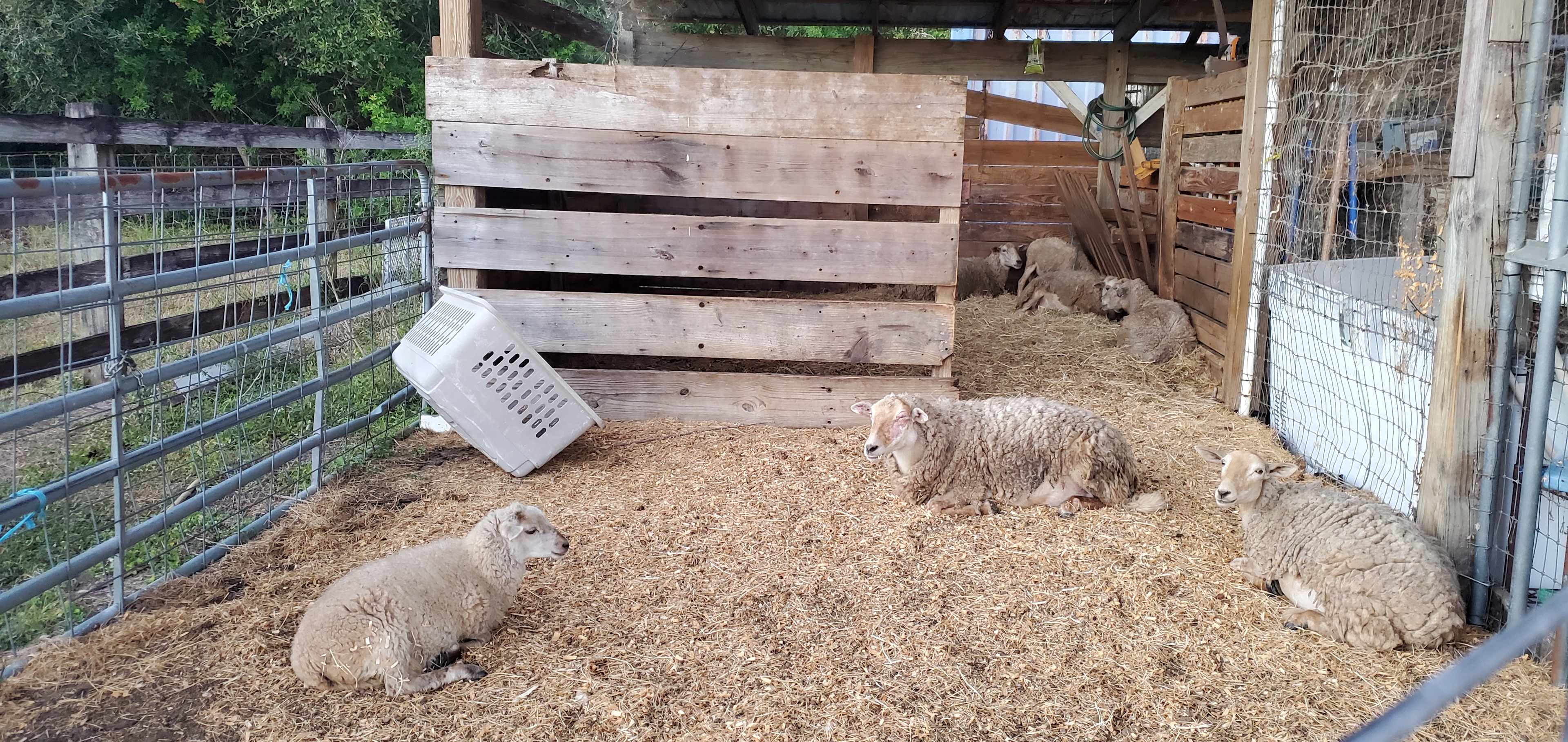 Healing Tree Homestead