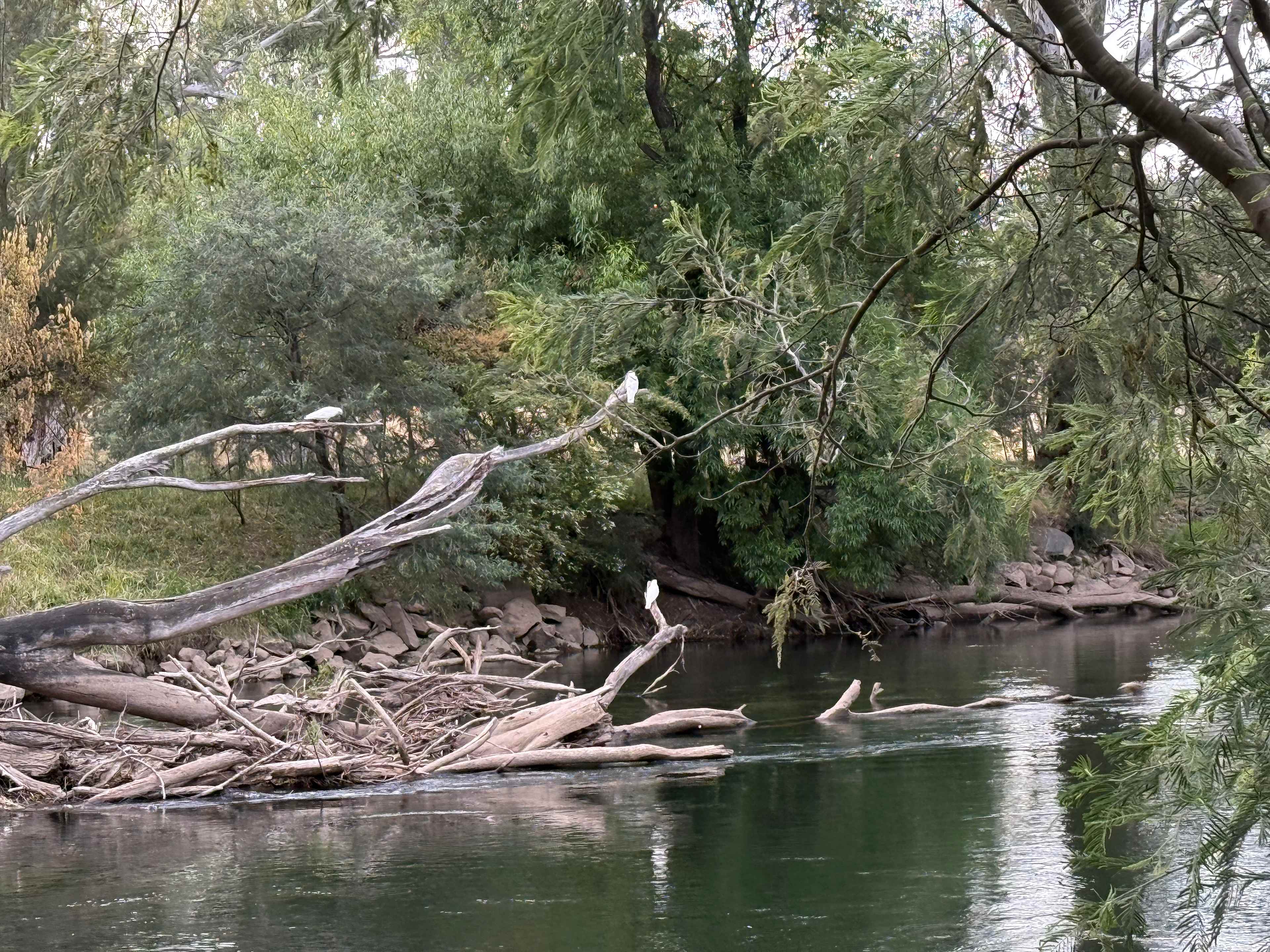 Bahwidgee on Tumut River