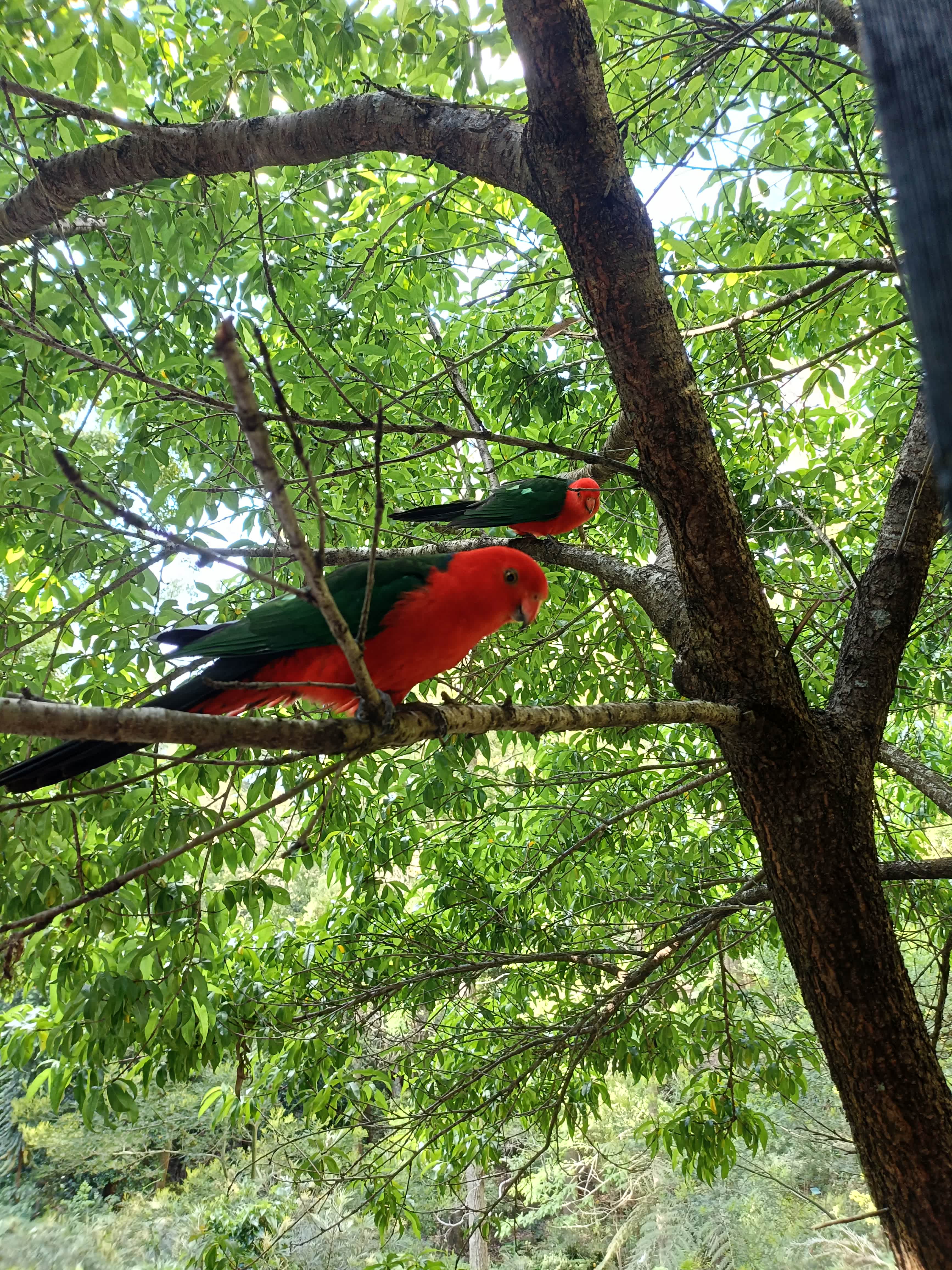 Otford Park nr Royal National Park