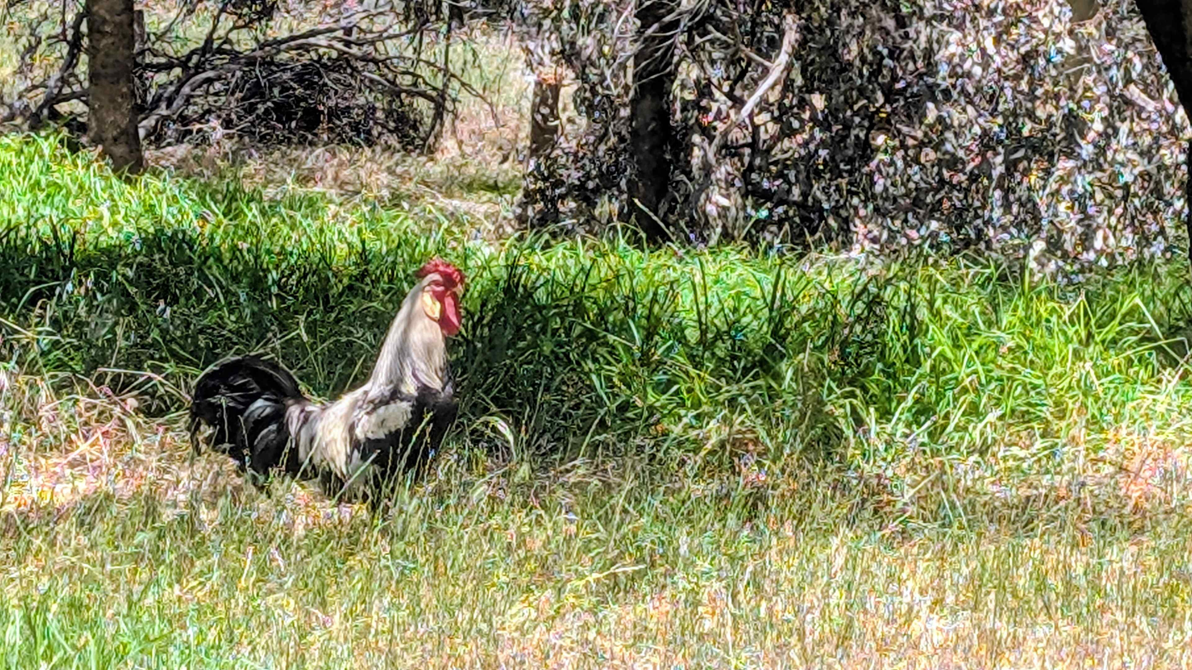 Rooster wasn't too noisy at all