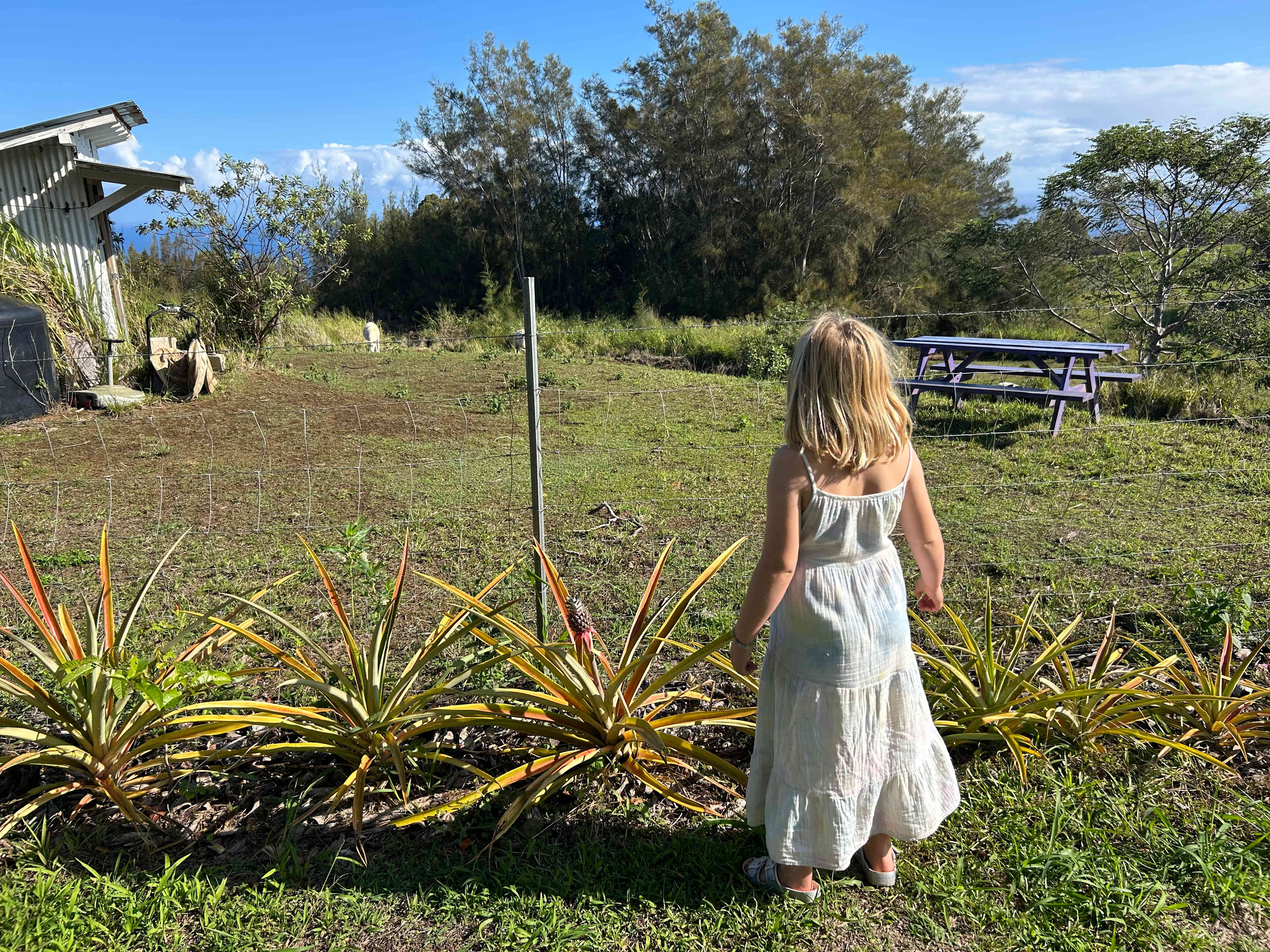 Roadside Fruit Stand Exotic Orchard
