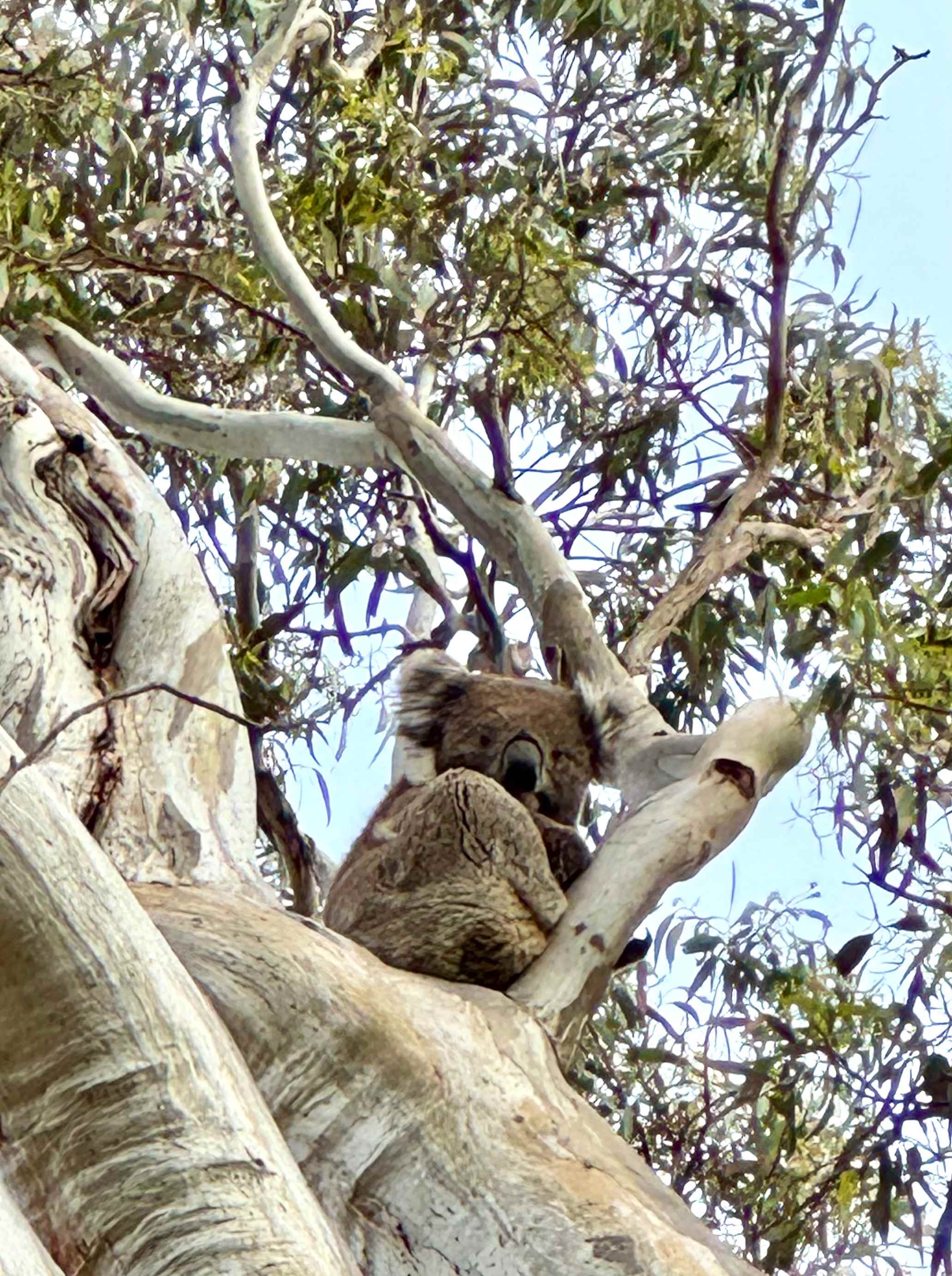 Furry little neighbour 