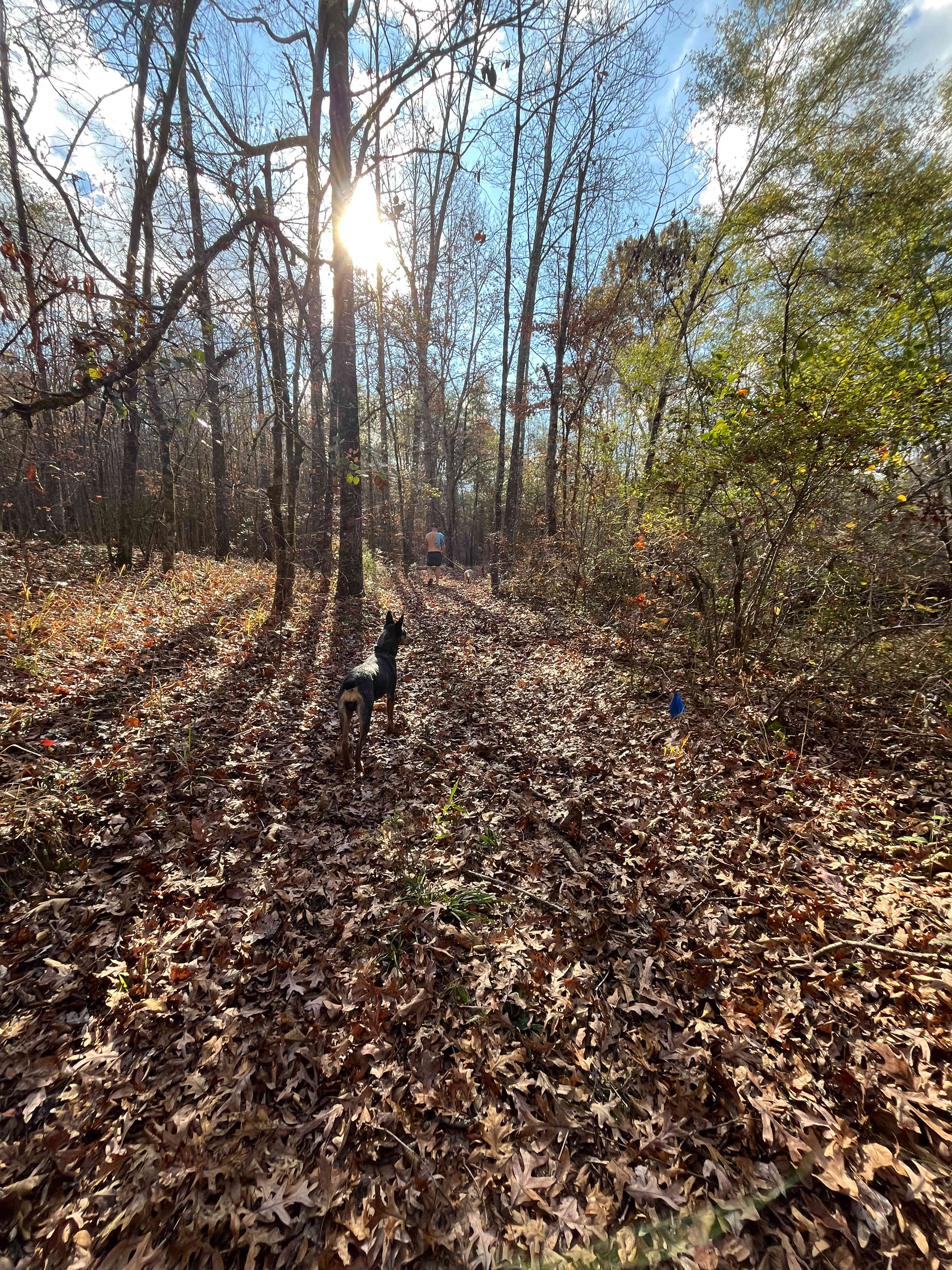 Woodland Wonderland.