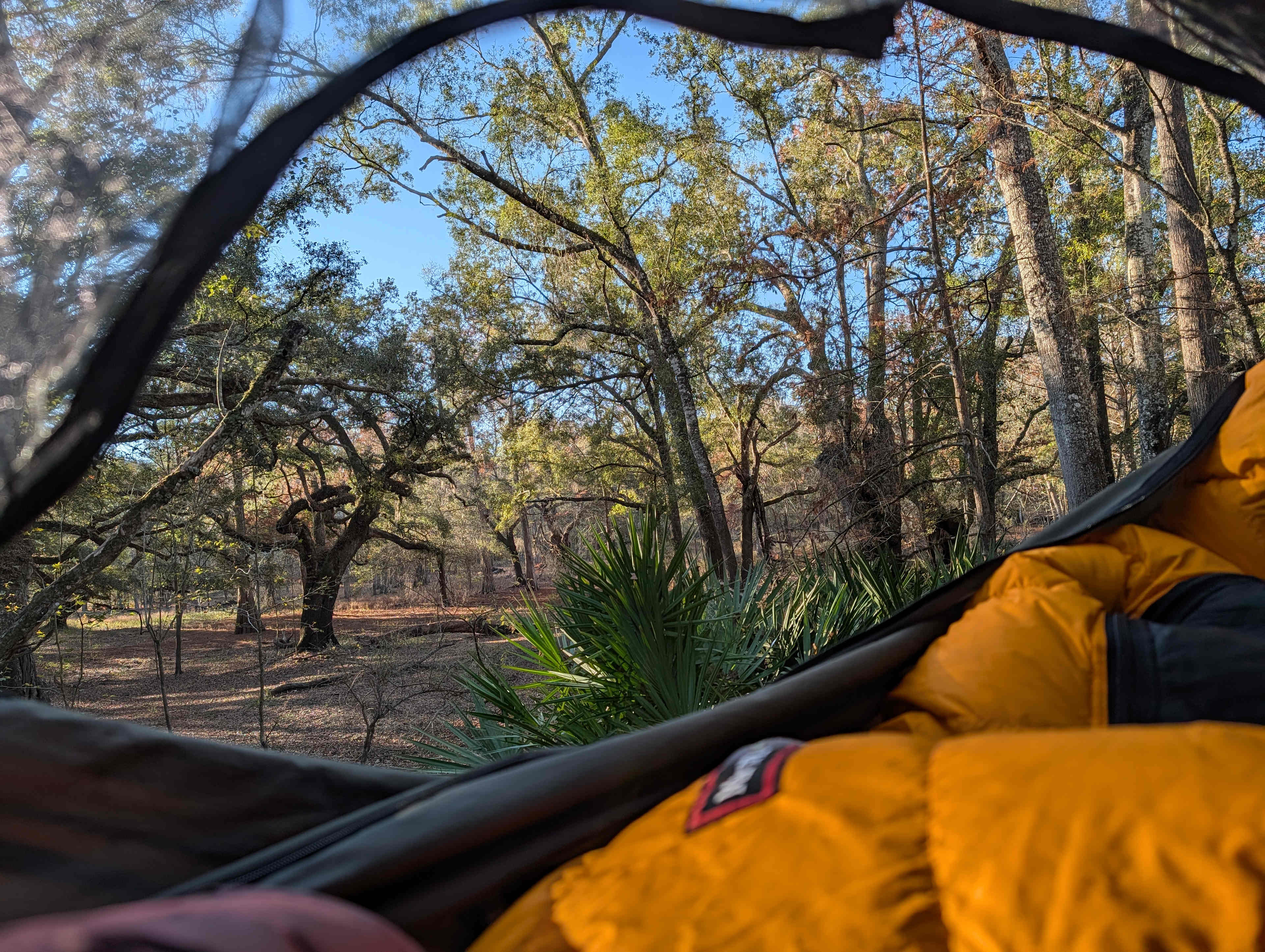 view of backwoods from inside hammock