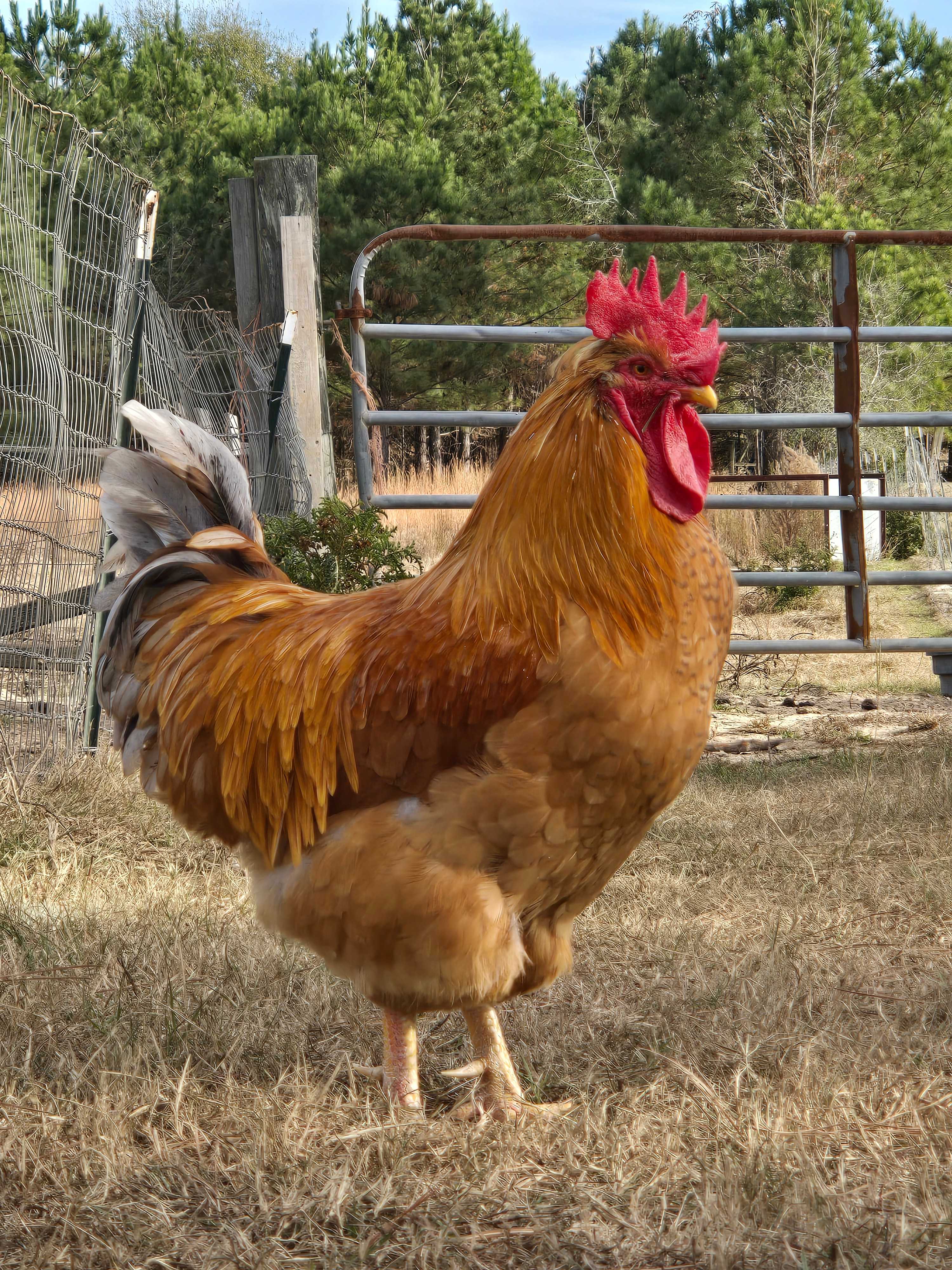 Piney Hills Campground