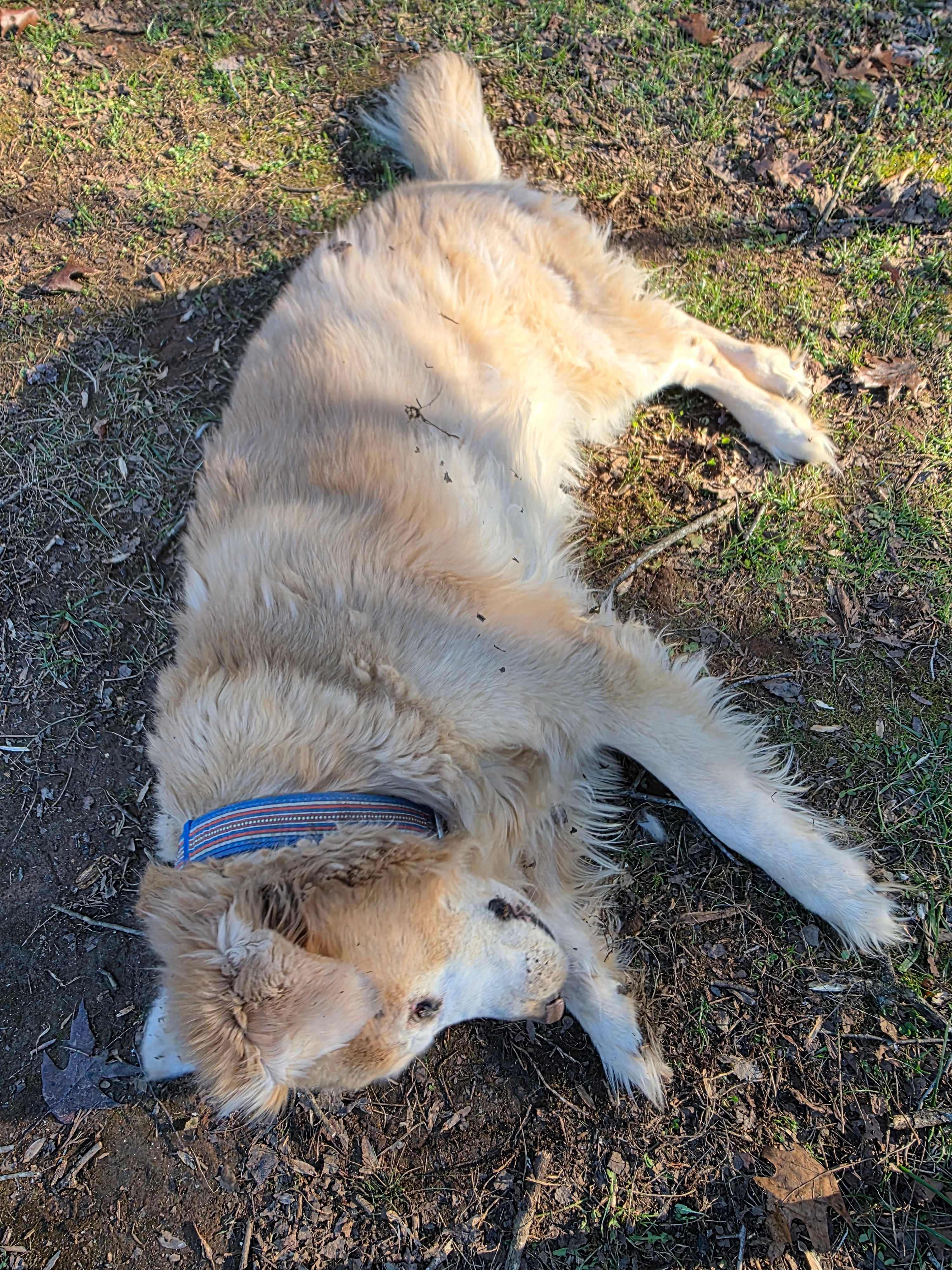 White Dog Farm camping