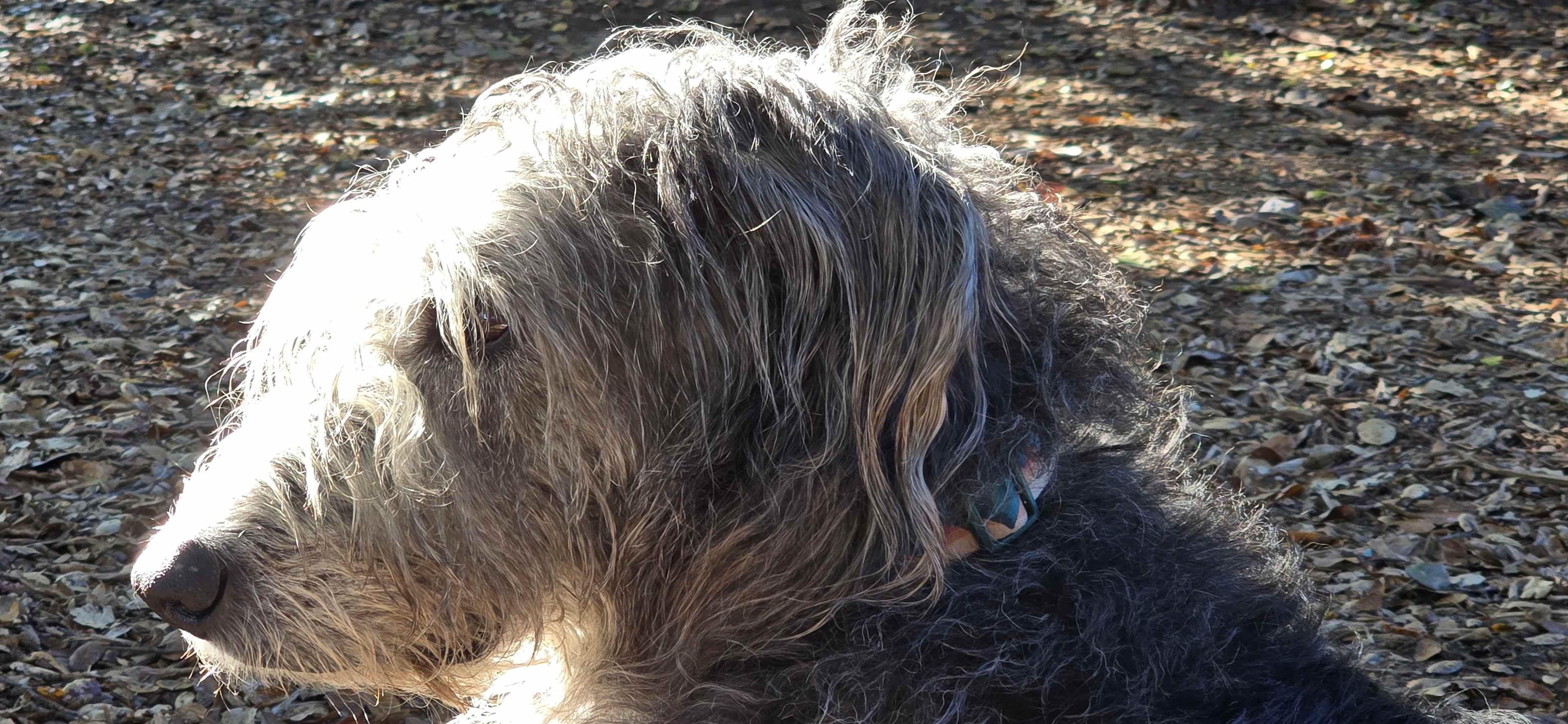 Even my Aengus enjoys the stay