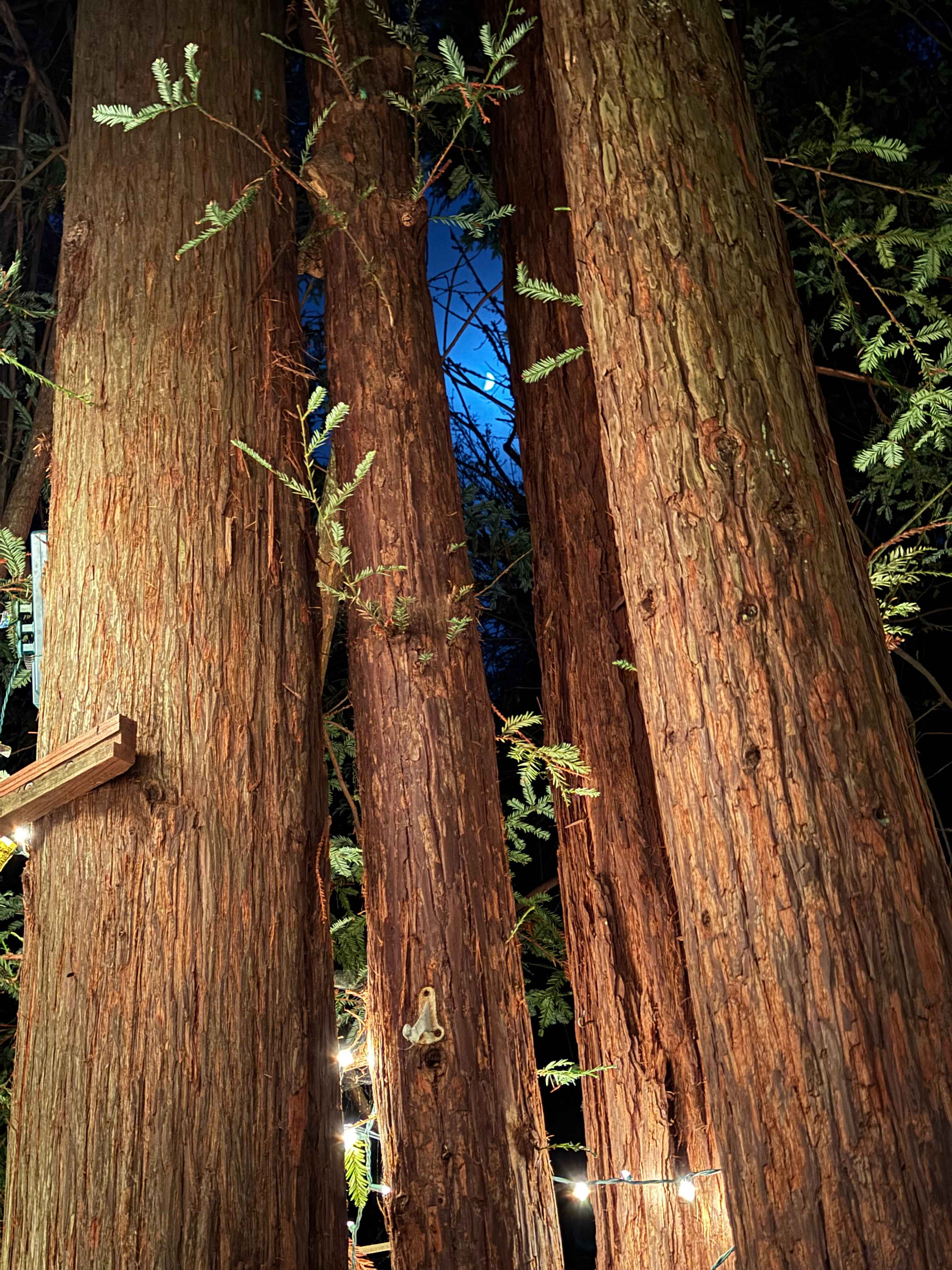 Sleep Up High In A Redwood Tree-net