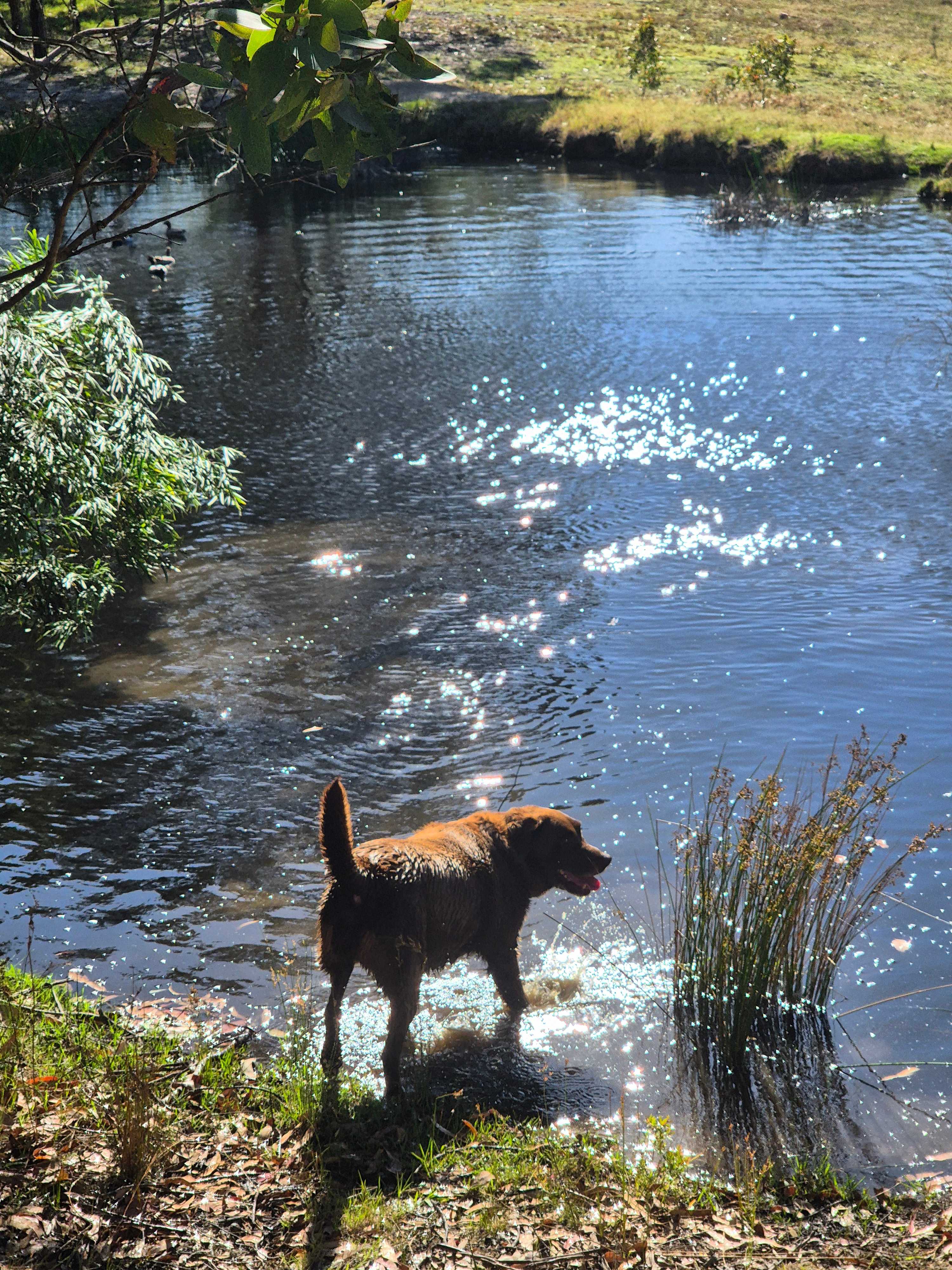 Megalong Valley Farm