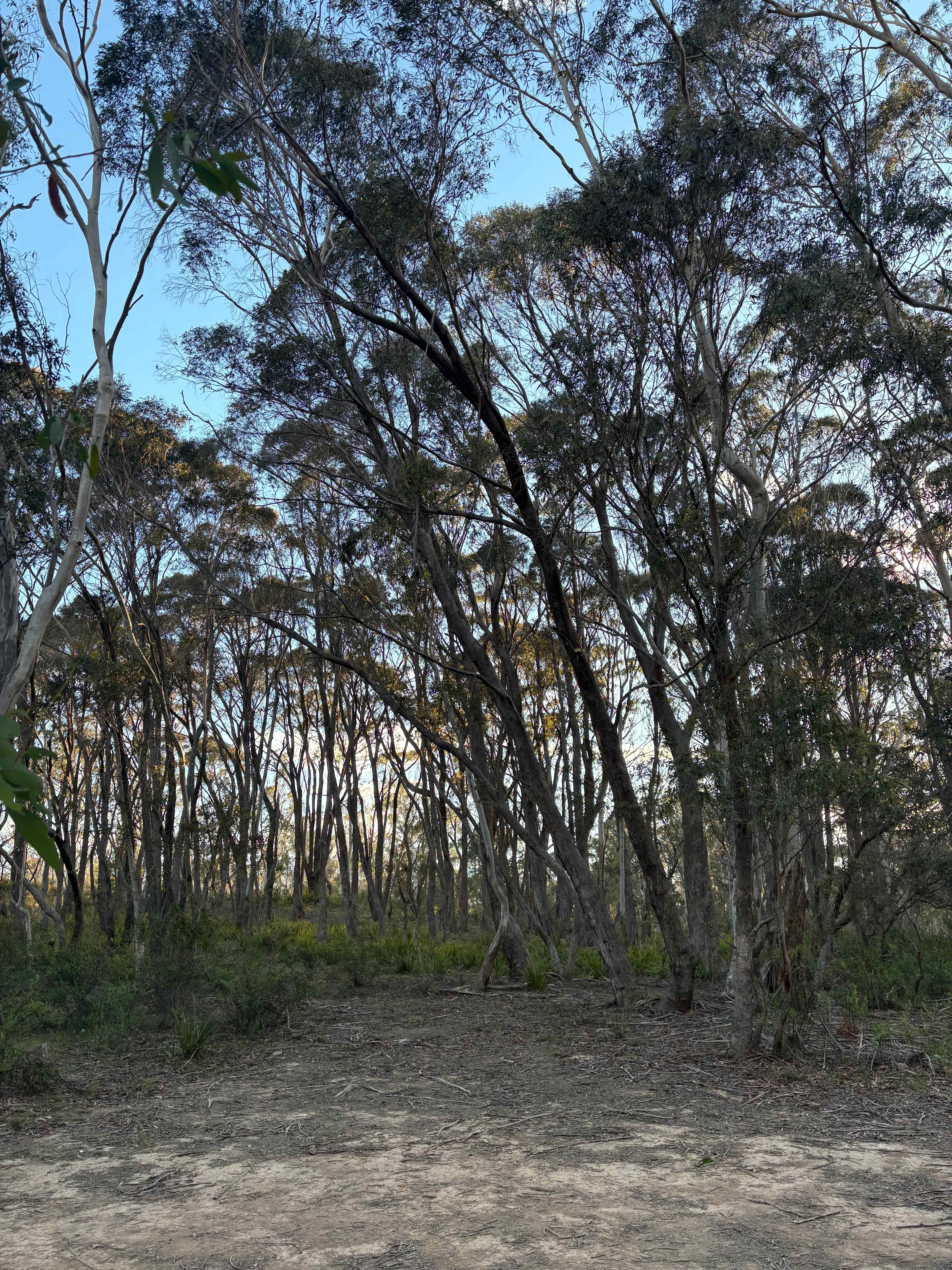 Scribbly Gum secluded bush camping