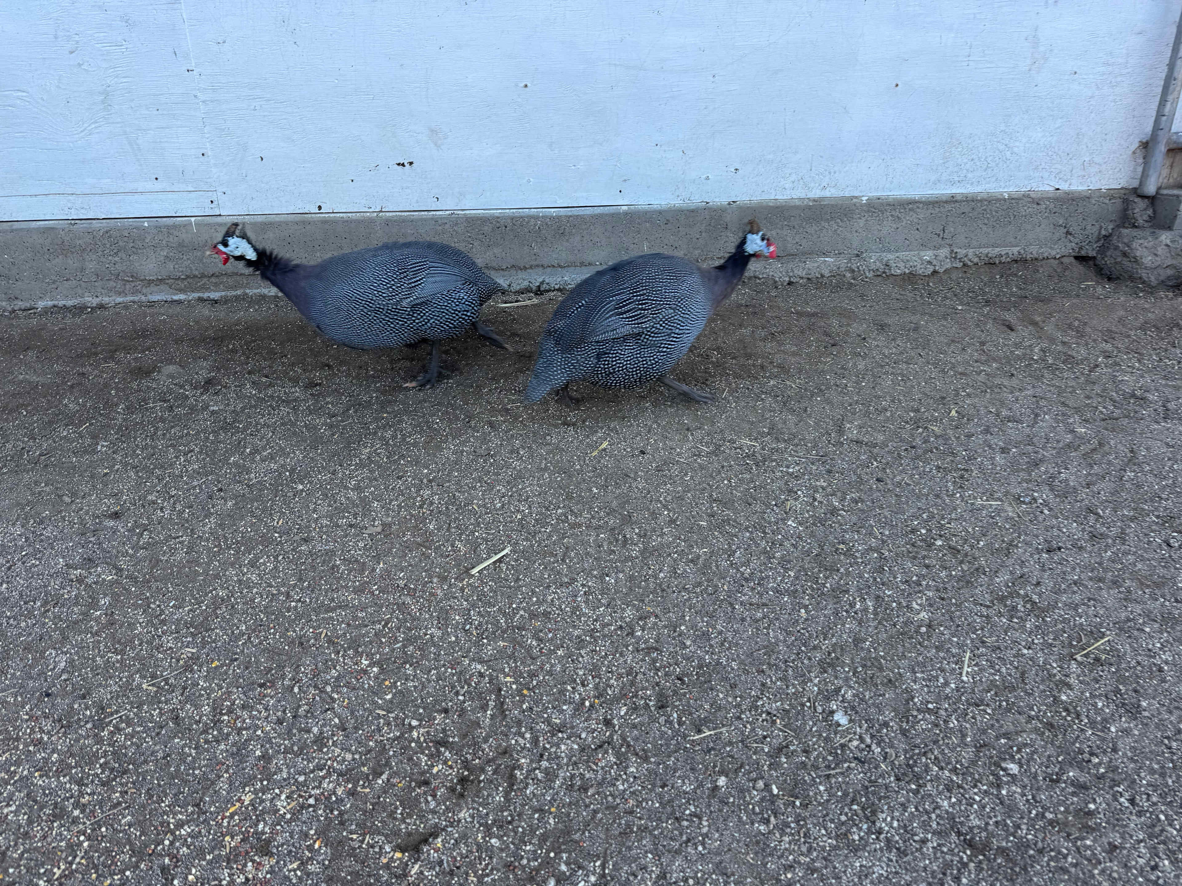 Beautiful guinea fowl