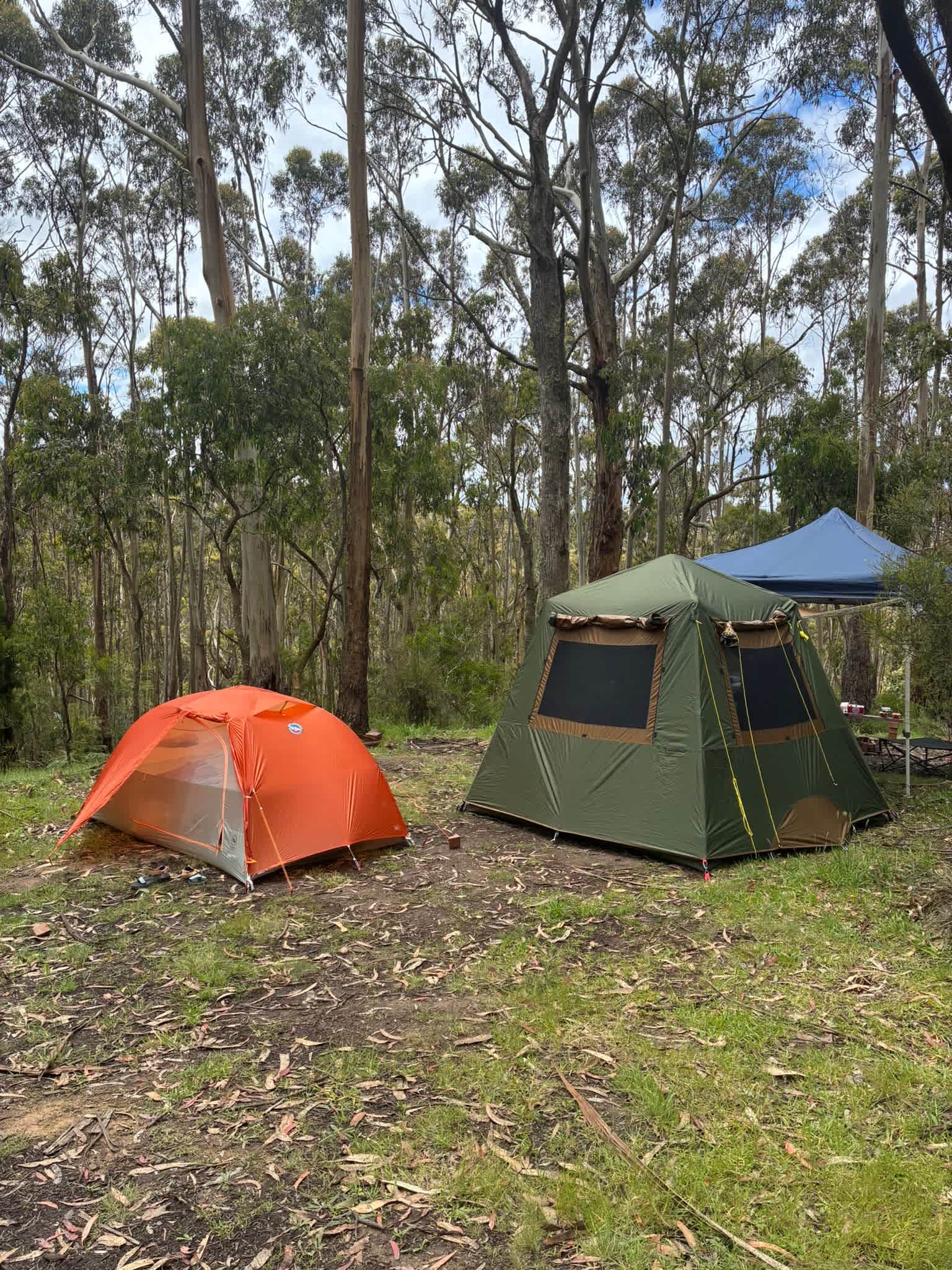 Tall Trees Otways Camp