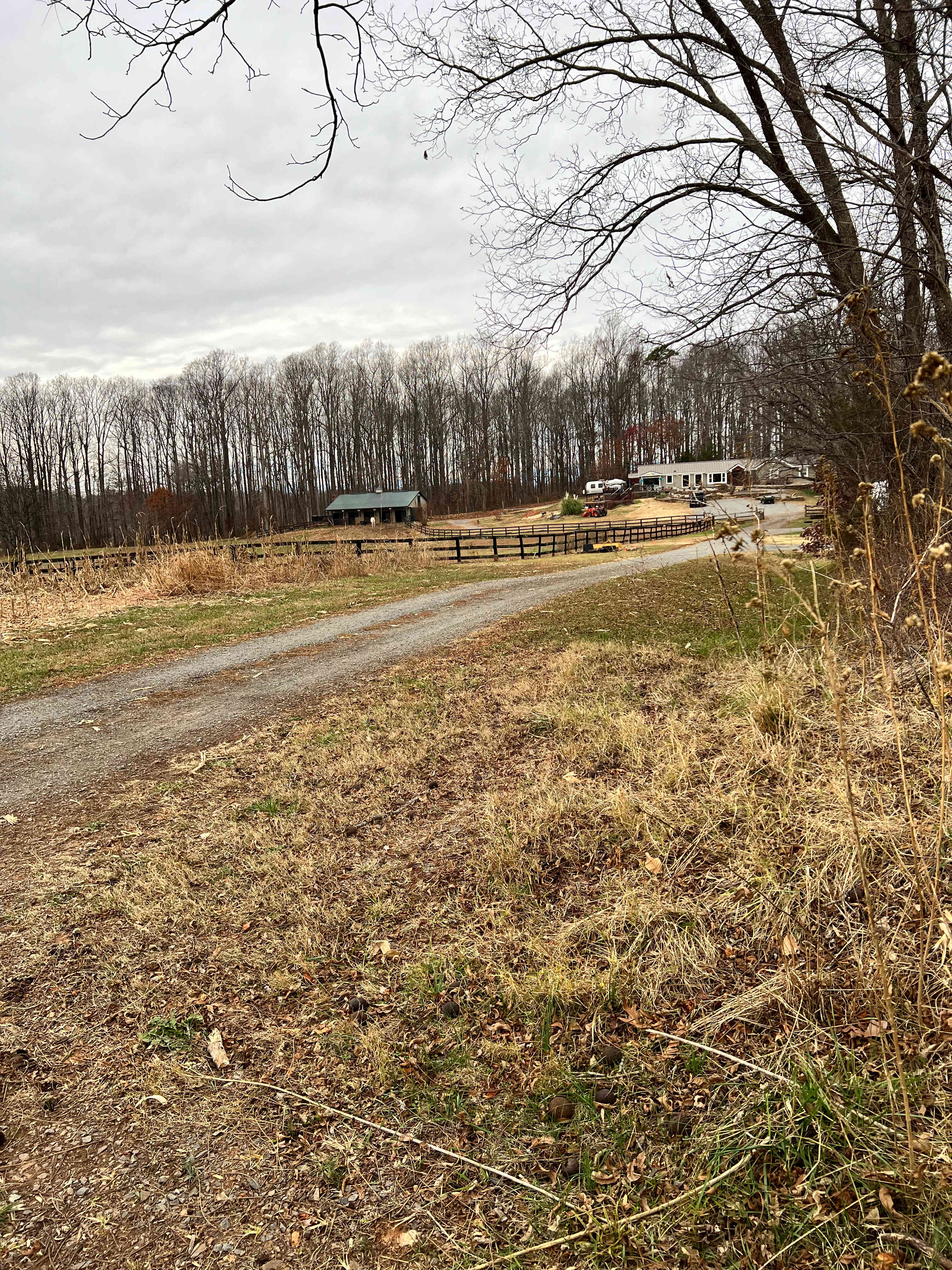 horses from camp site 1