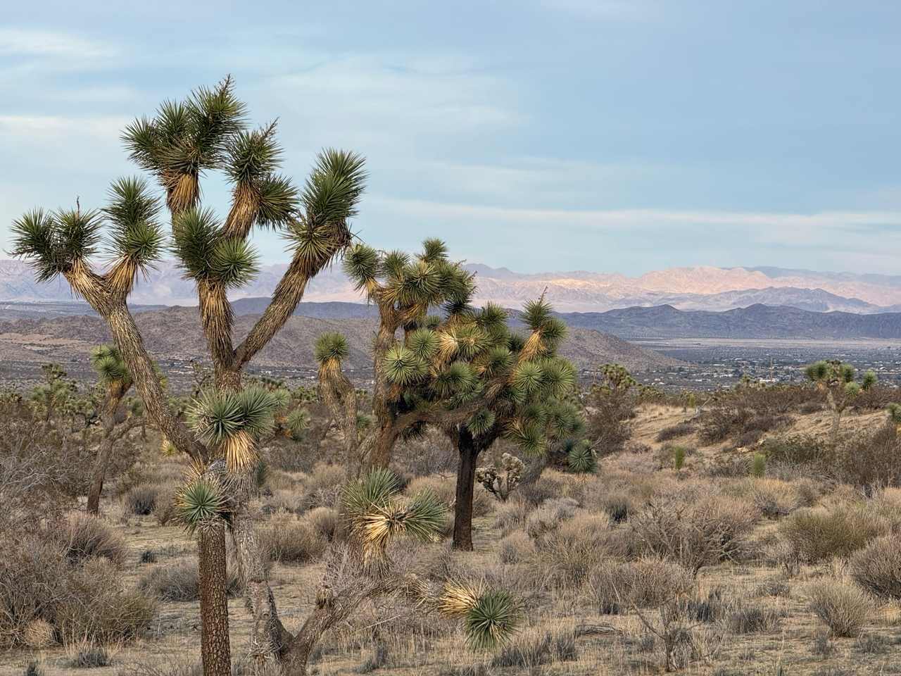 The Desert Ambassador Camp