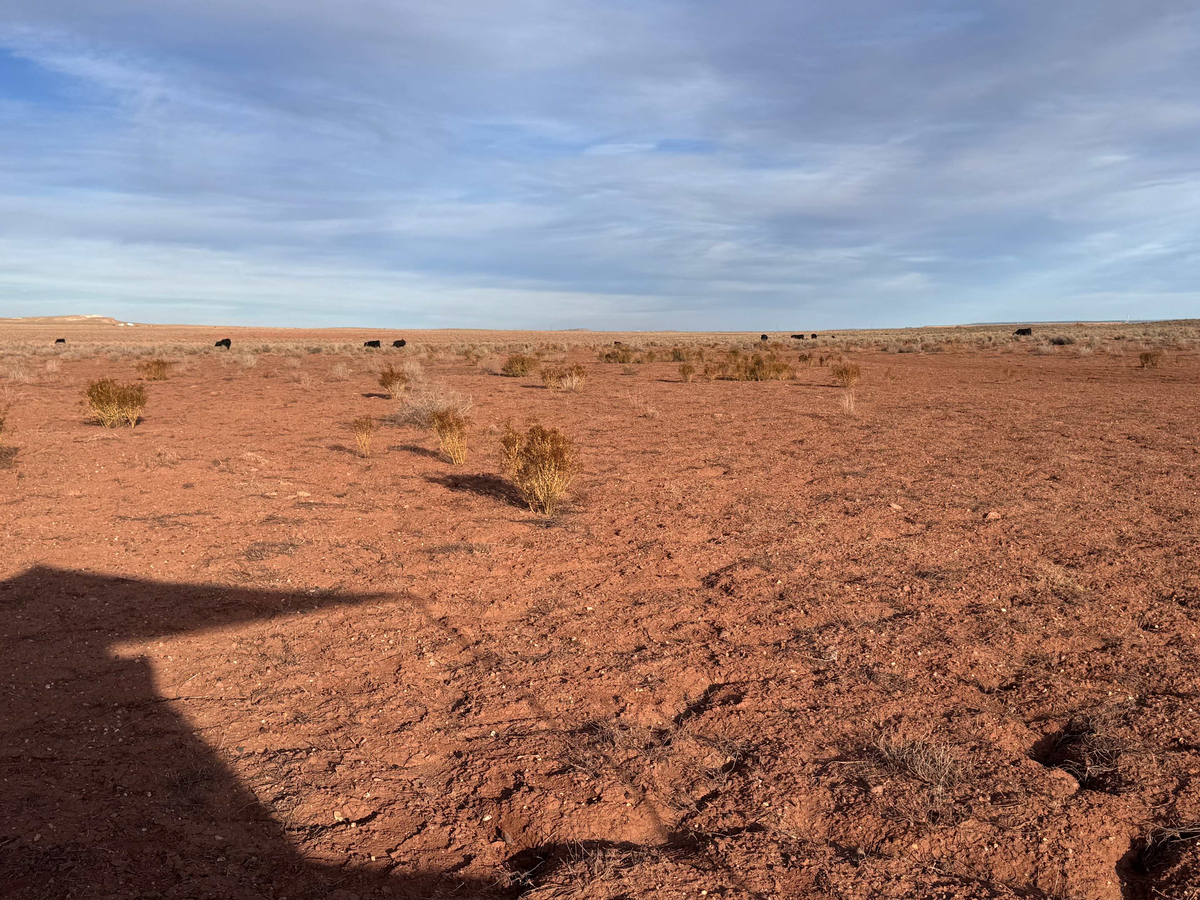 Distant neighbouring cows. 😊