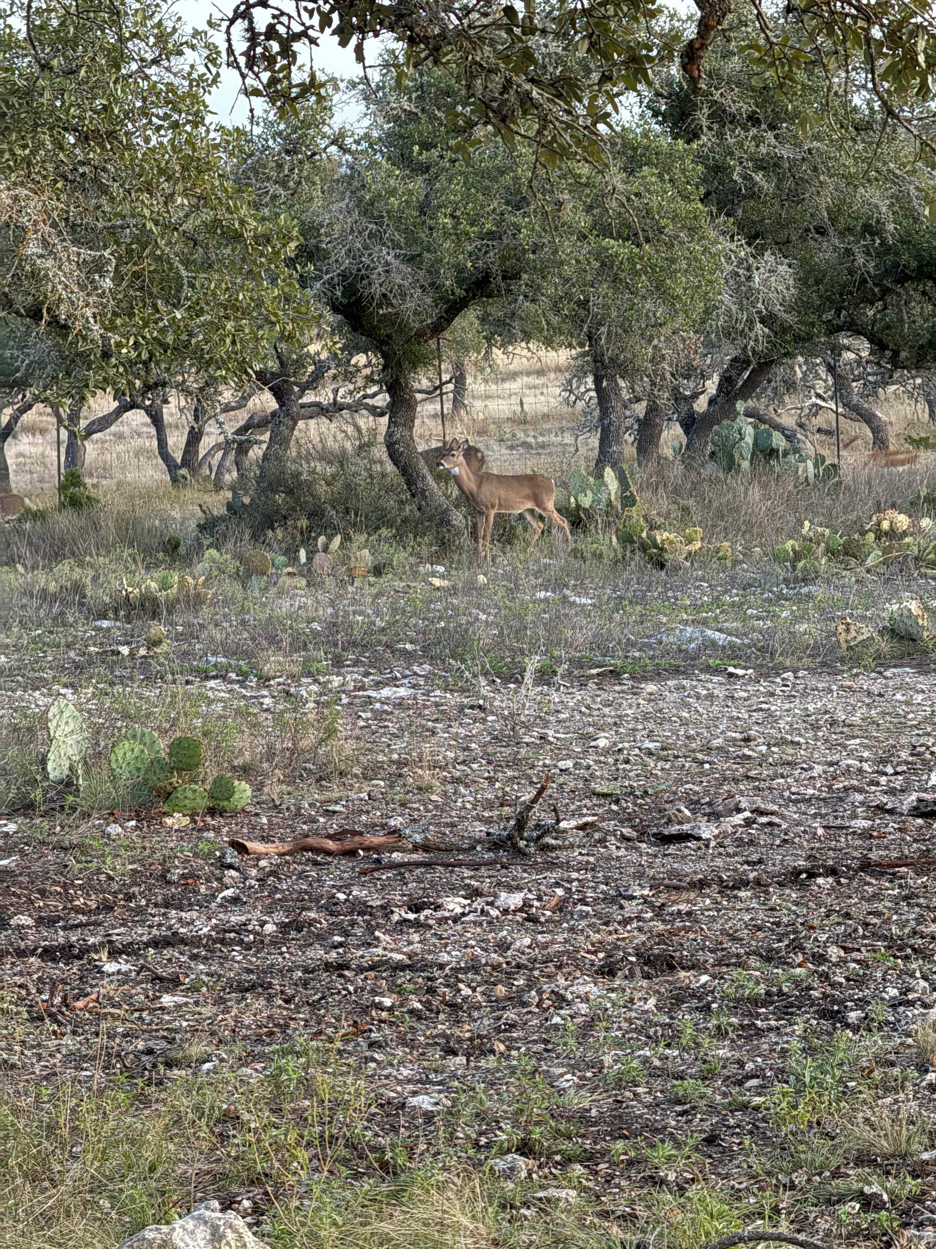 Cowboys and Angels RV Park & Cabins