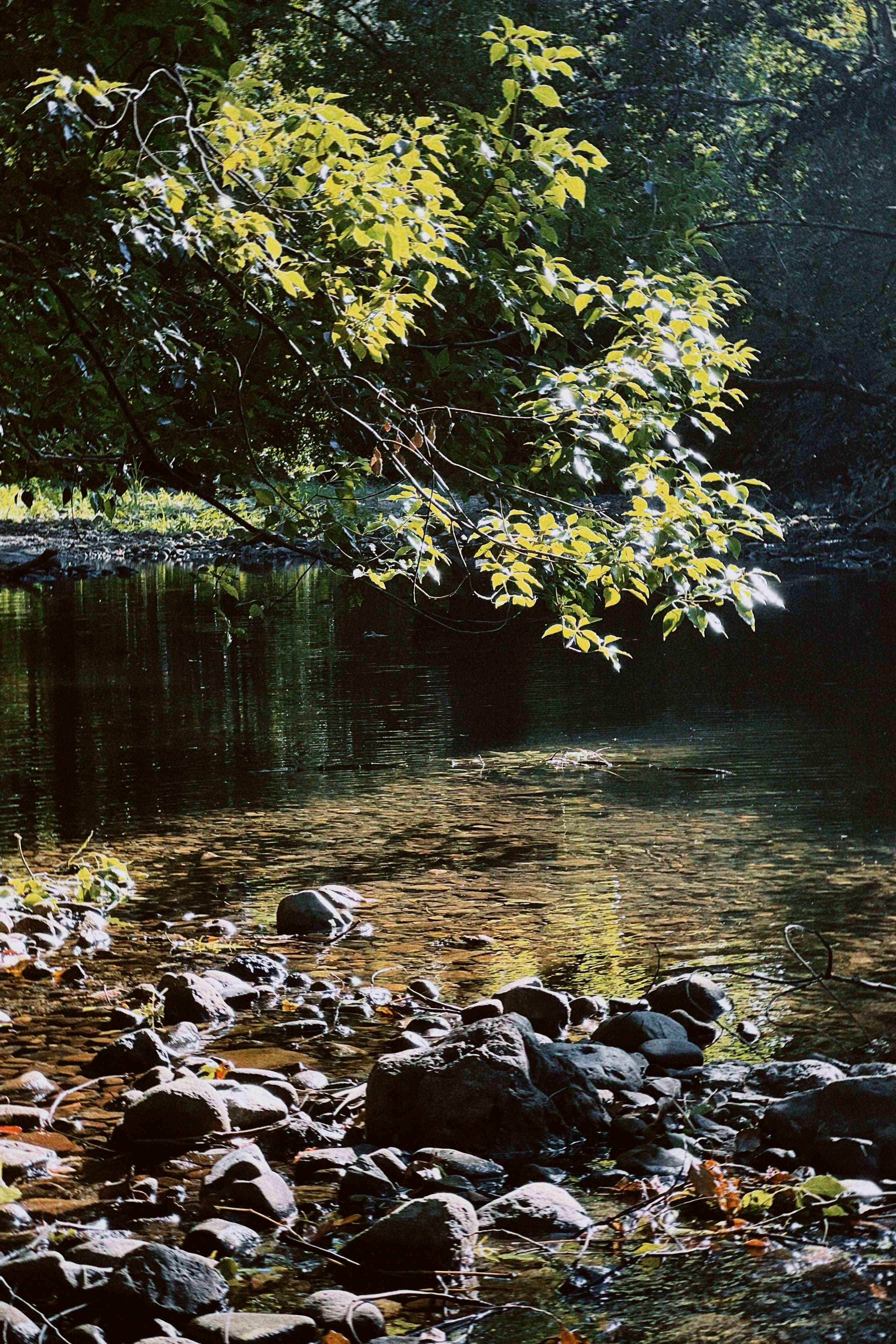 Crystal Creek Rainforest Treehouse