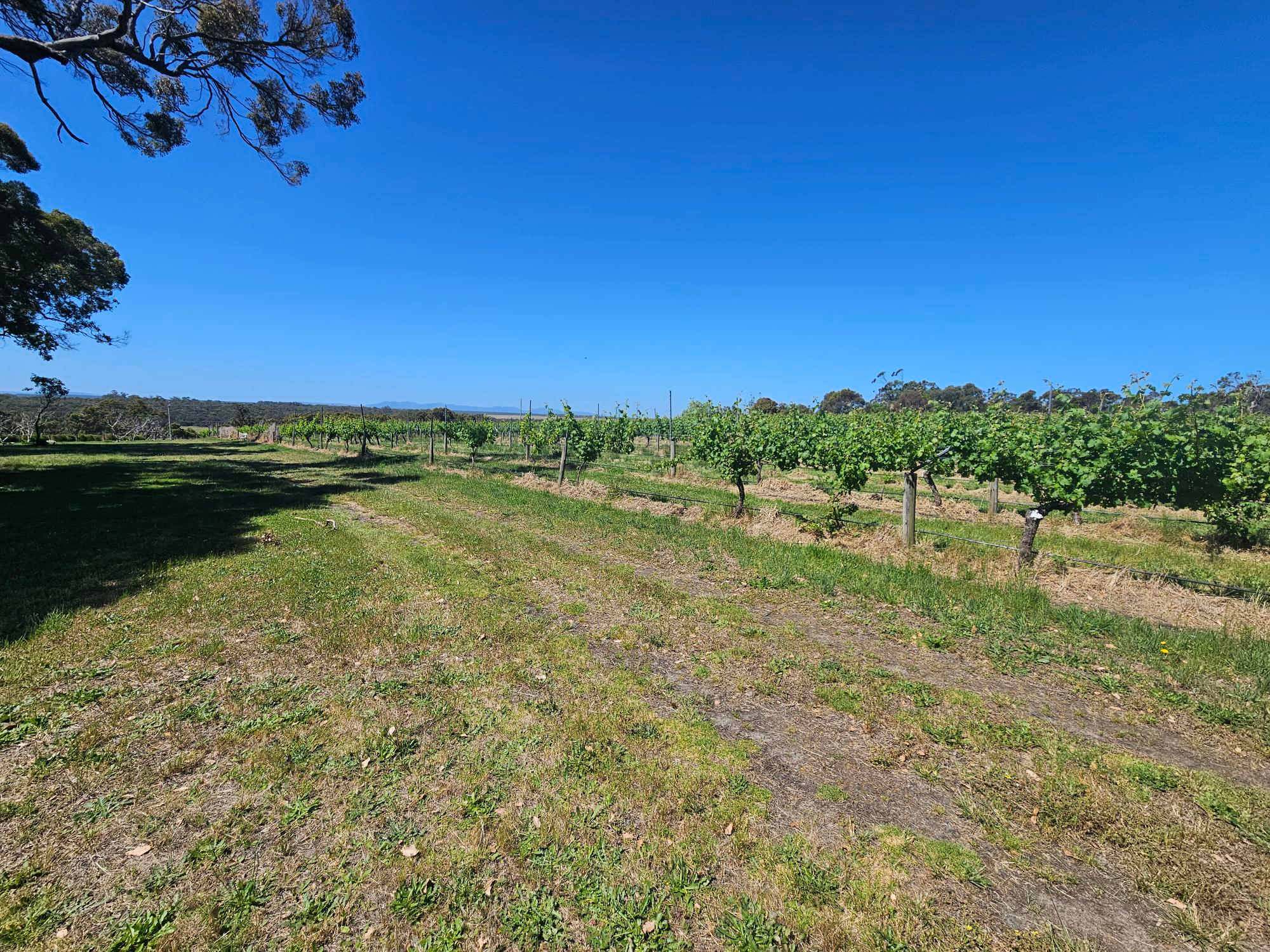 Big Nanna Vineyard