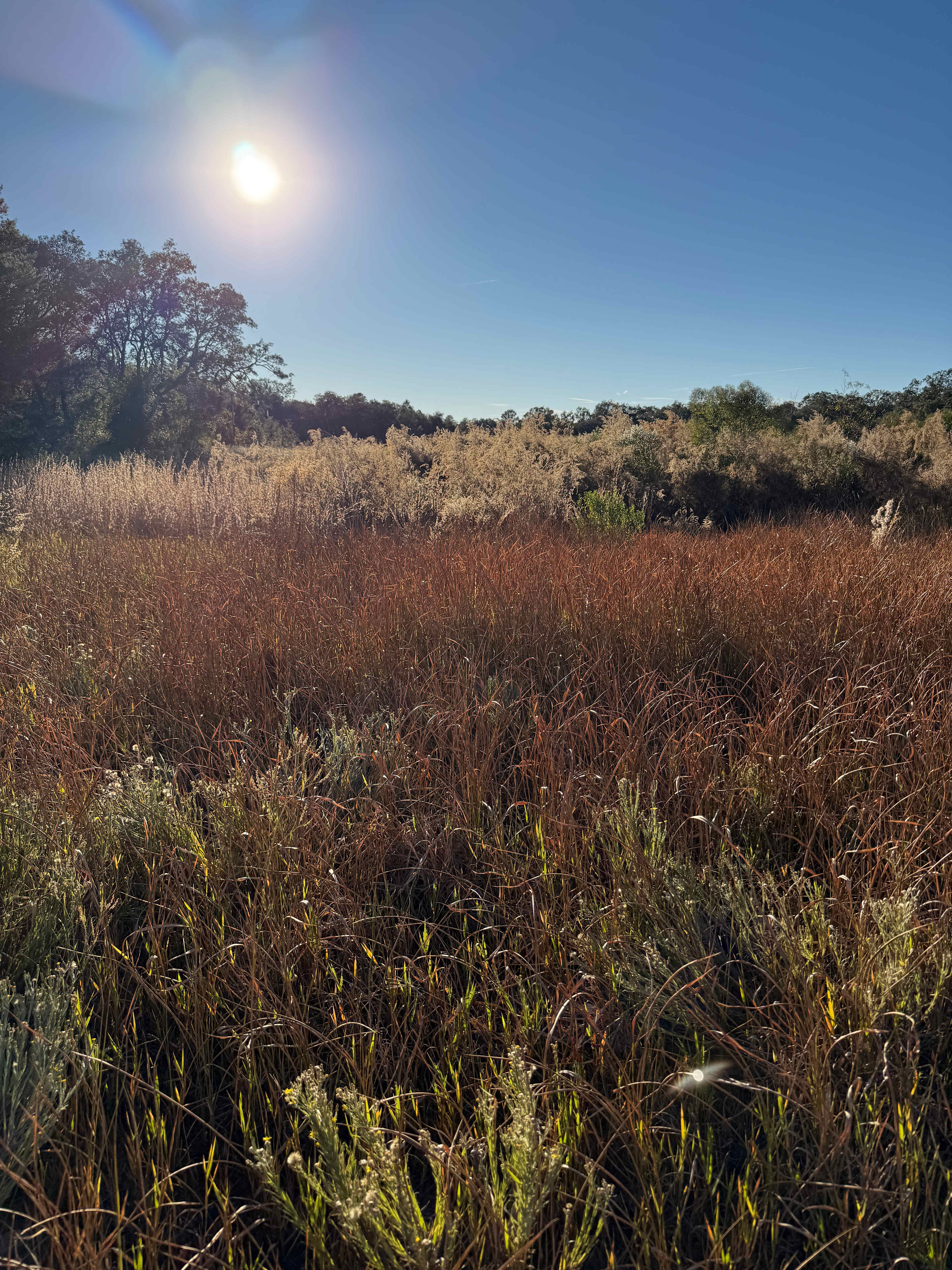 Community of Consciousness