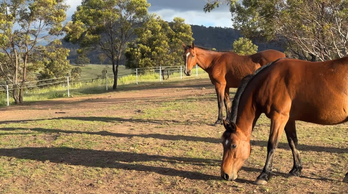 Honeywood Valley Farms