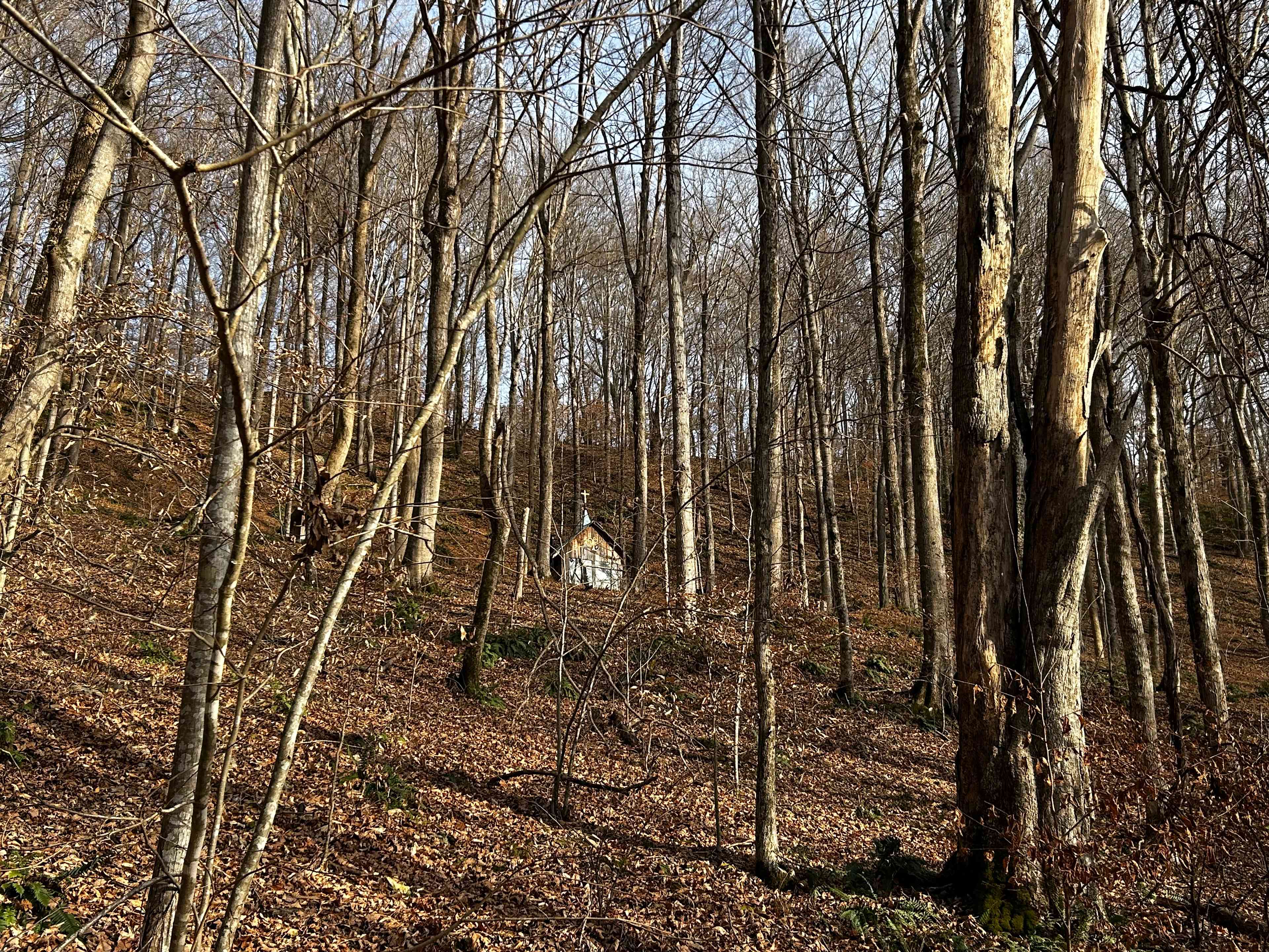 Beech Hollow Hideout