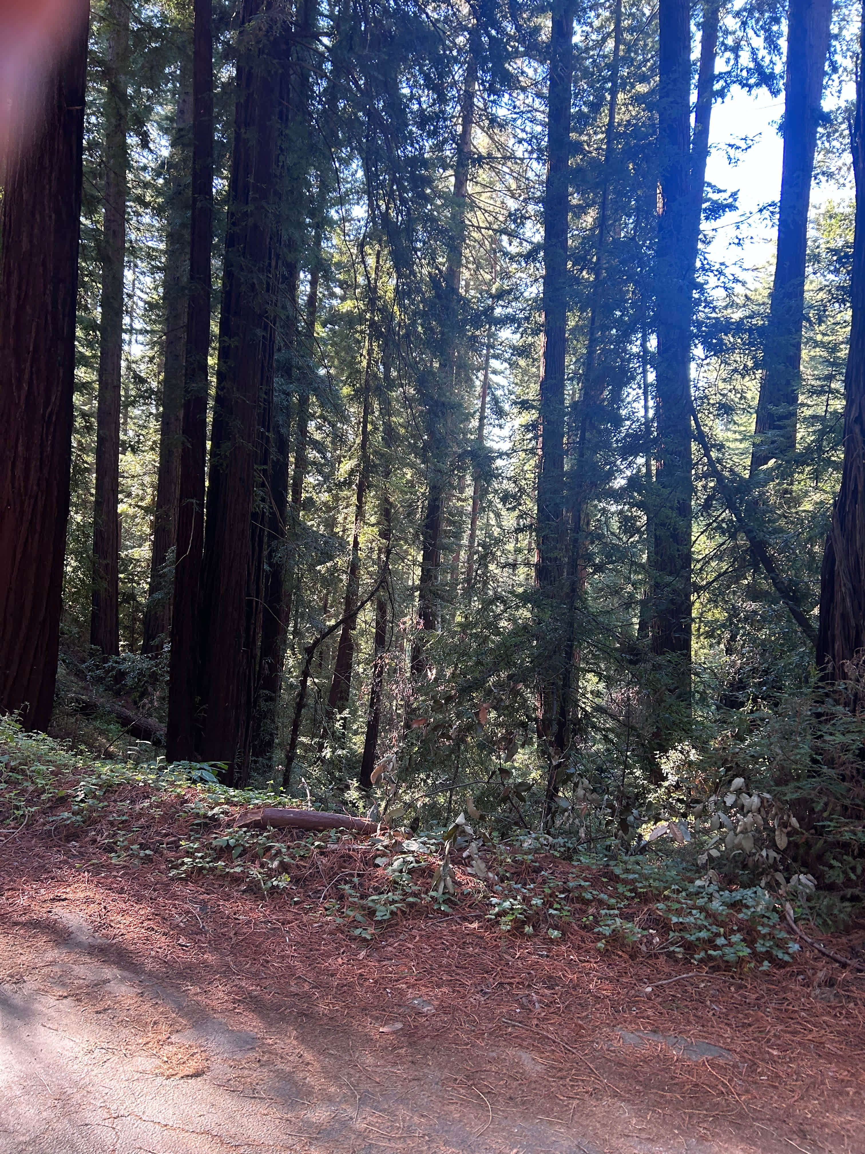 Amaya Creek Redwood Campground