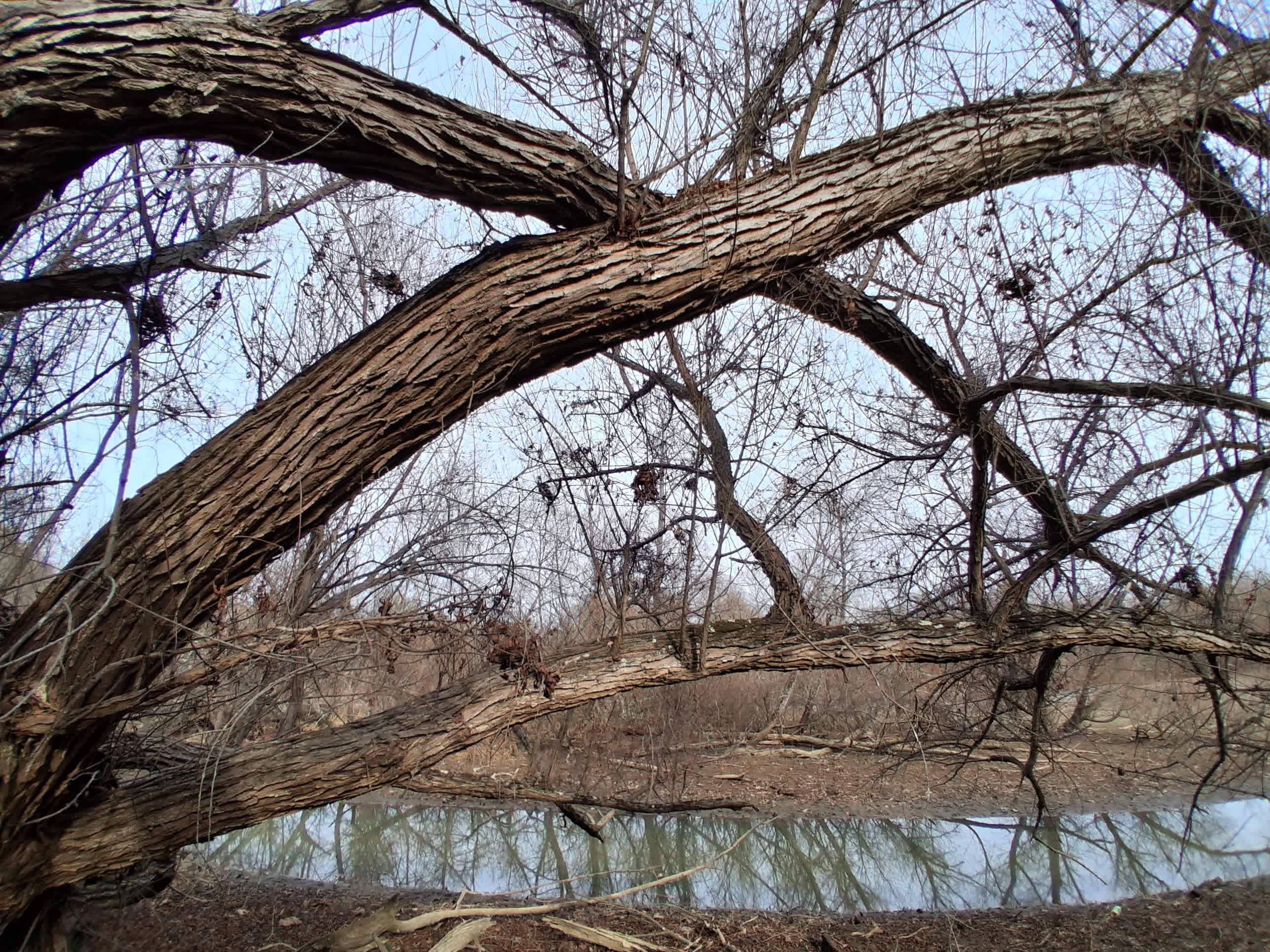 The Dancing Pig On Abbotts Creek