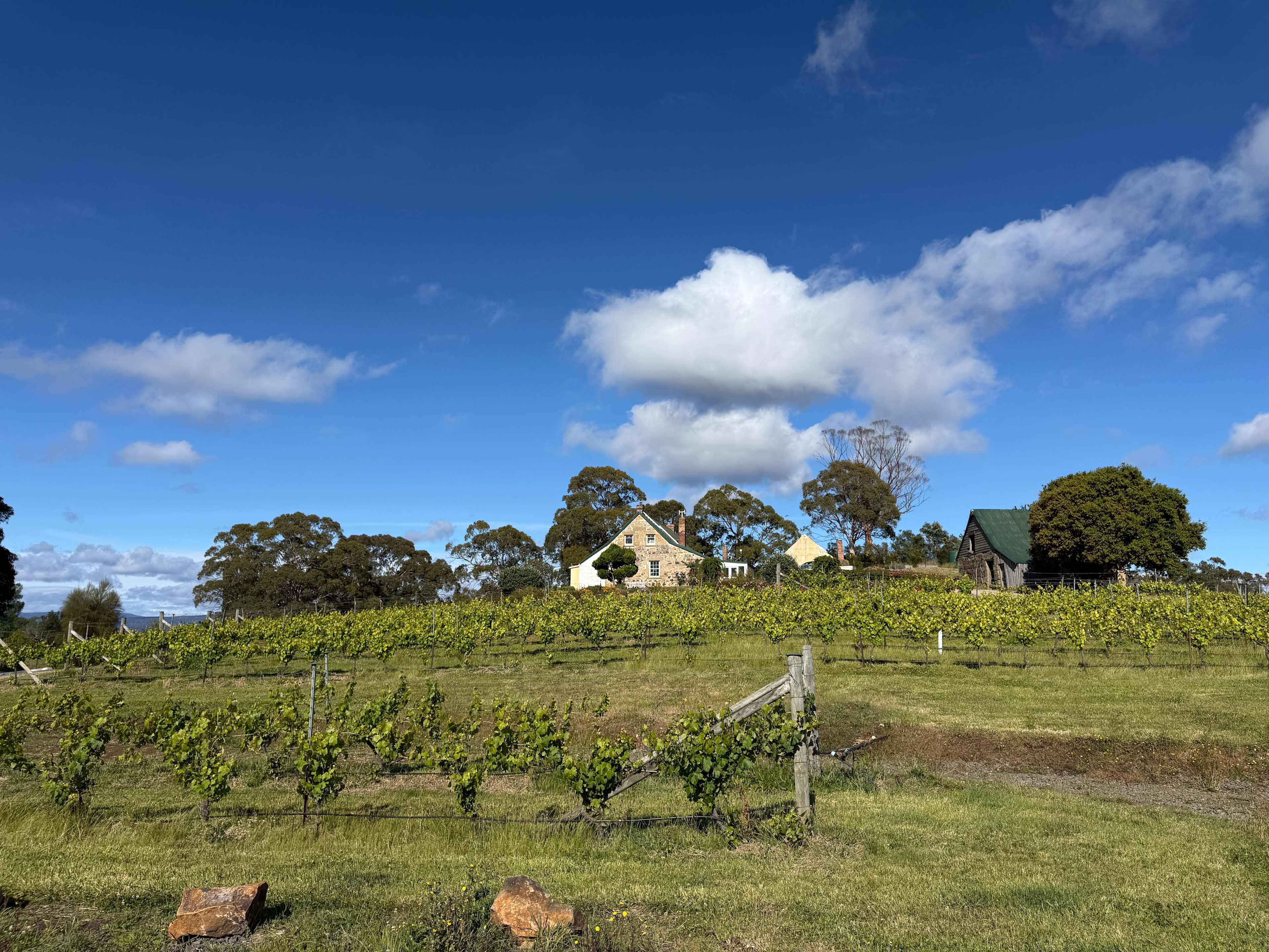 Craigie Knowe Vineyard