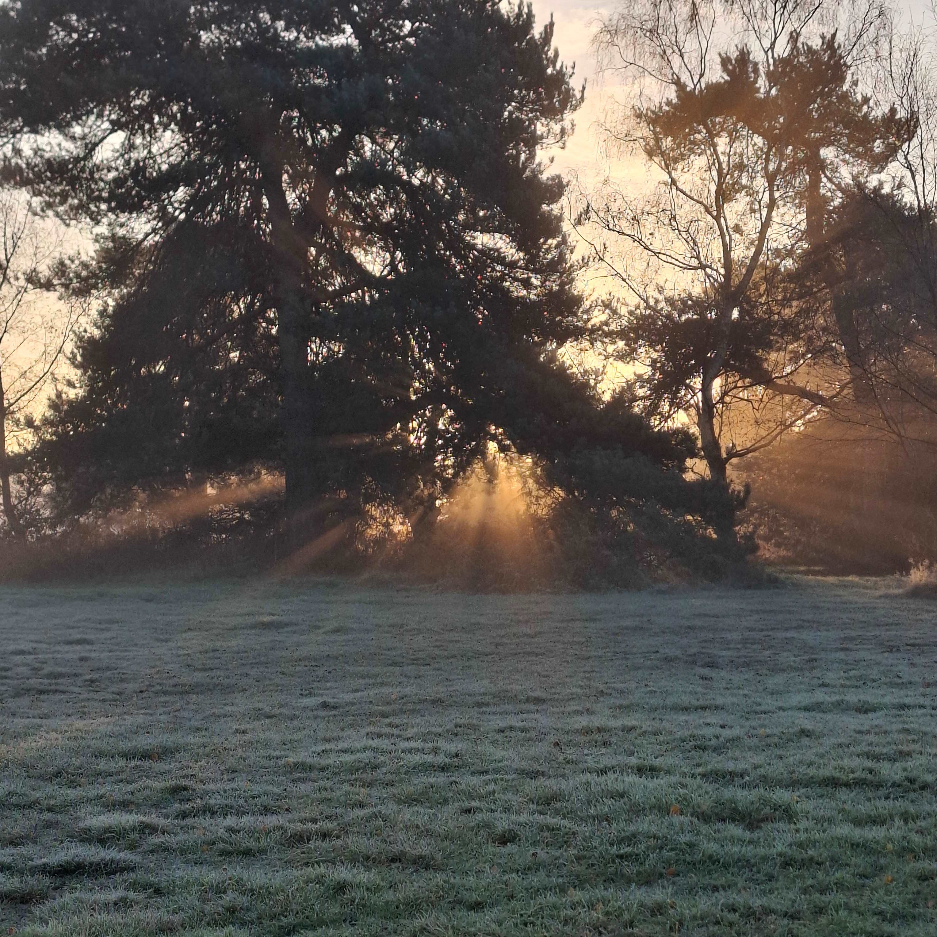 Holistic Woods Wild Campsite