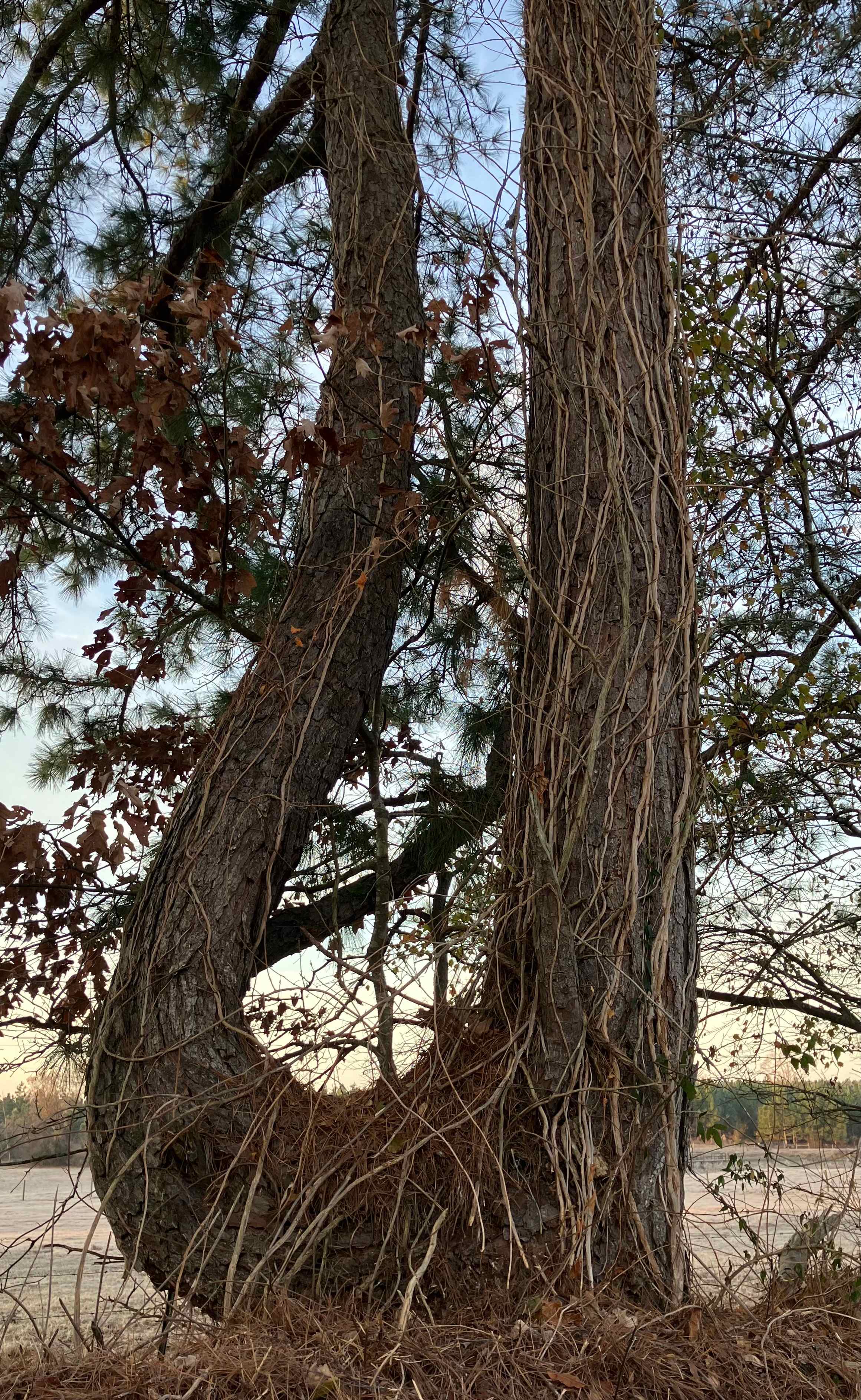 Dennis & Melissa's Hidden Creek