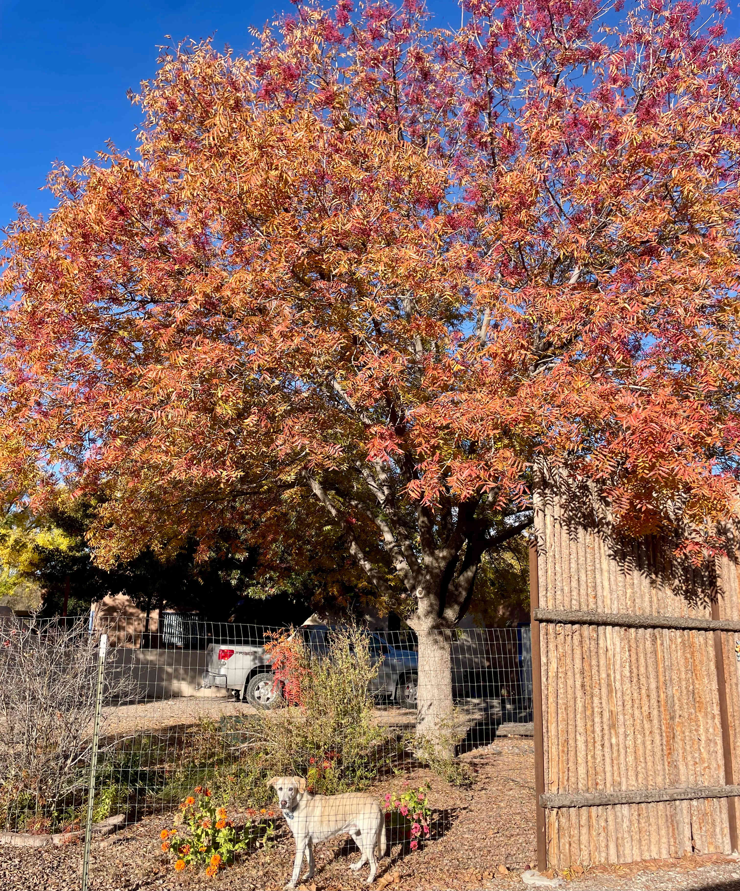 Our new friend, Buddy. 