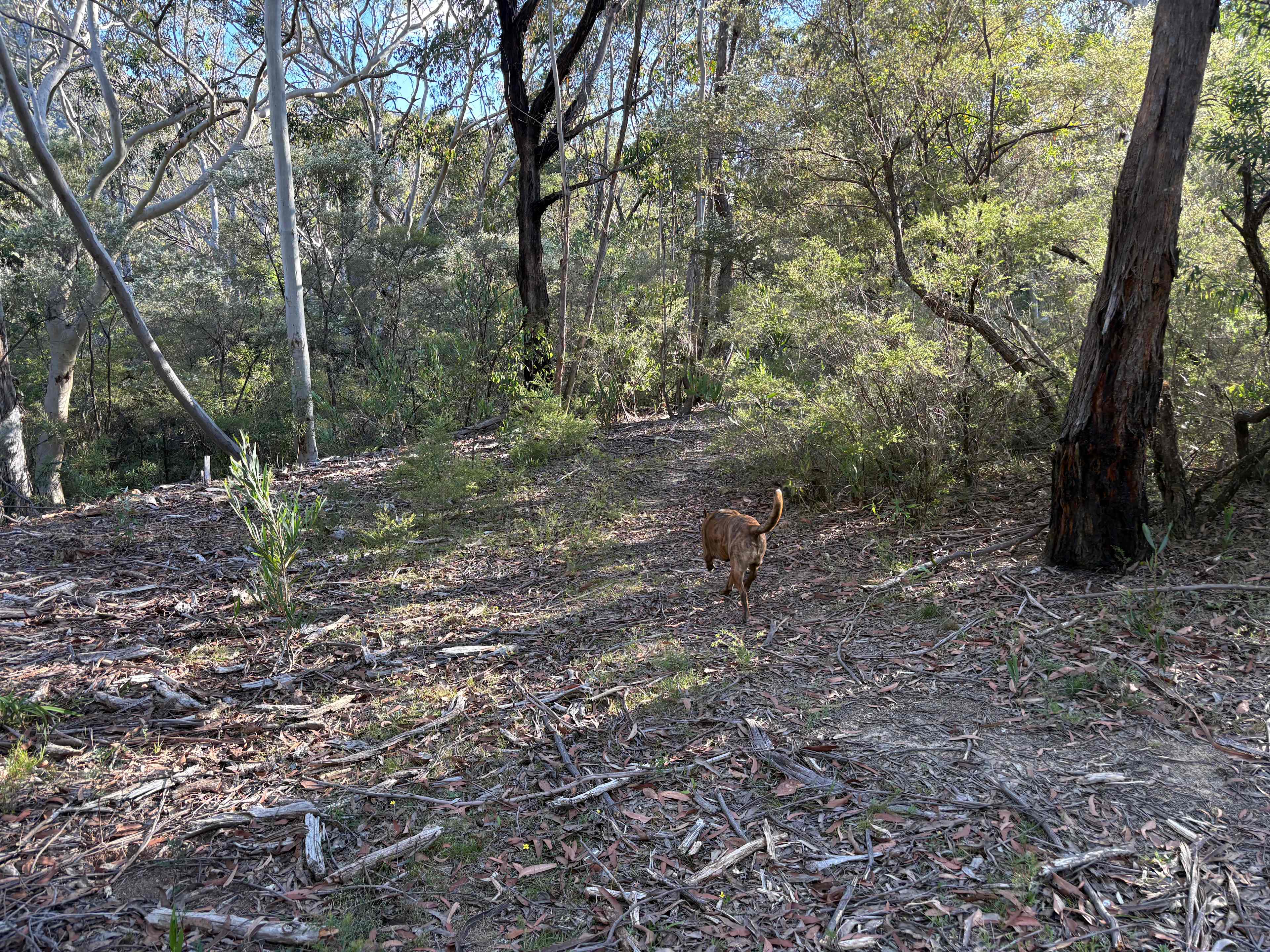 Nellies Glen Camping