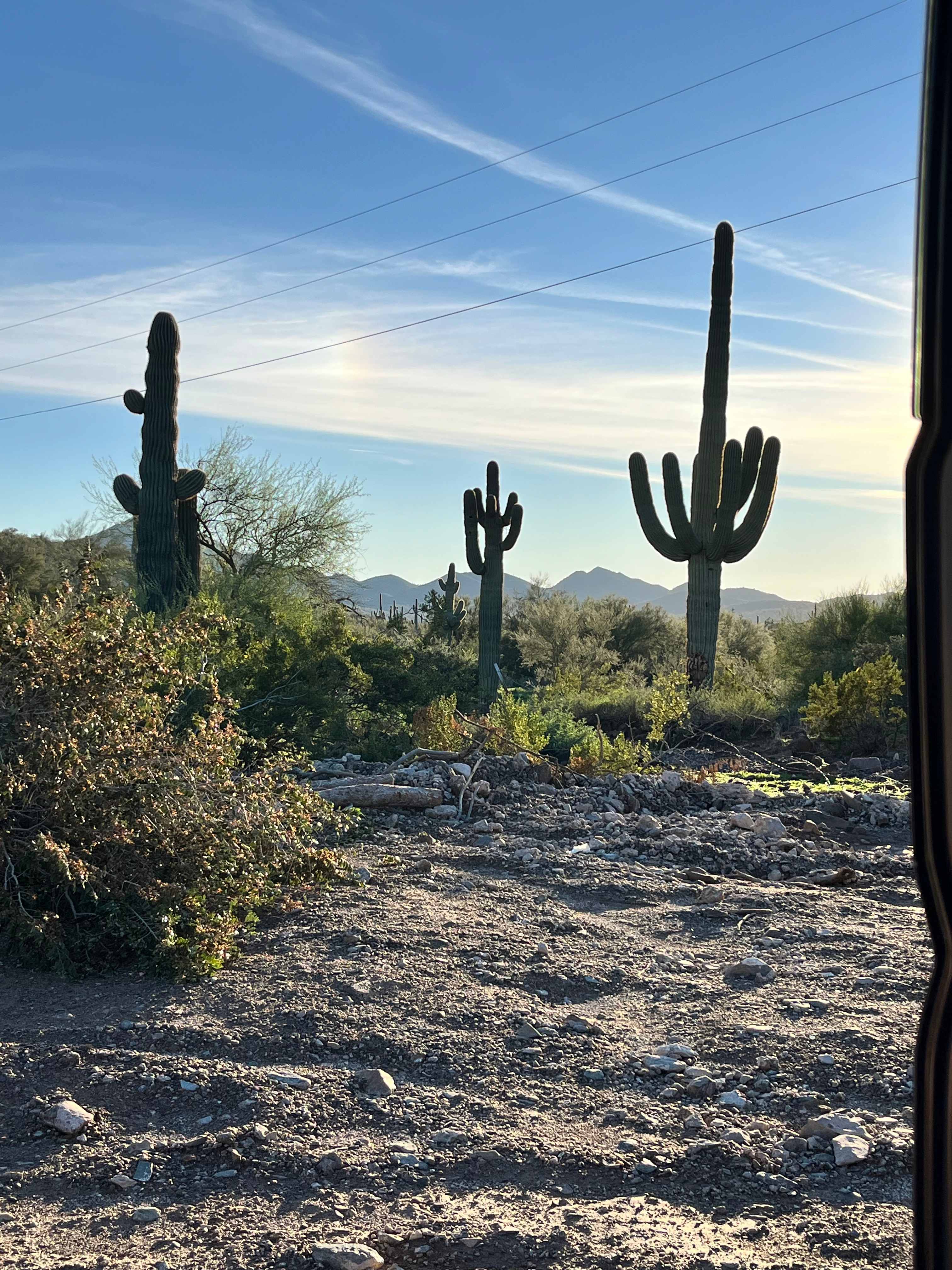 Saguaro Forrest @ Dragonfly Ranch