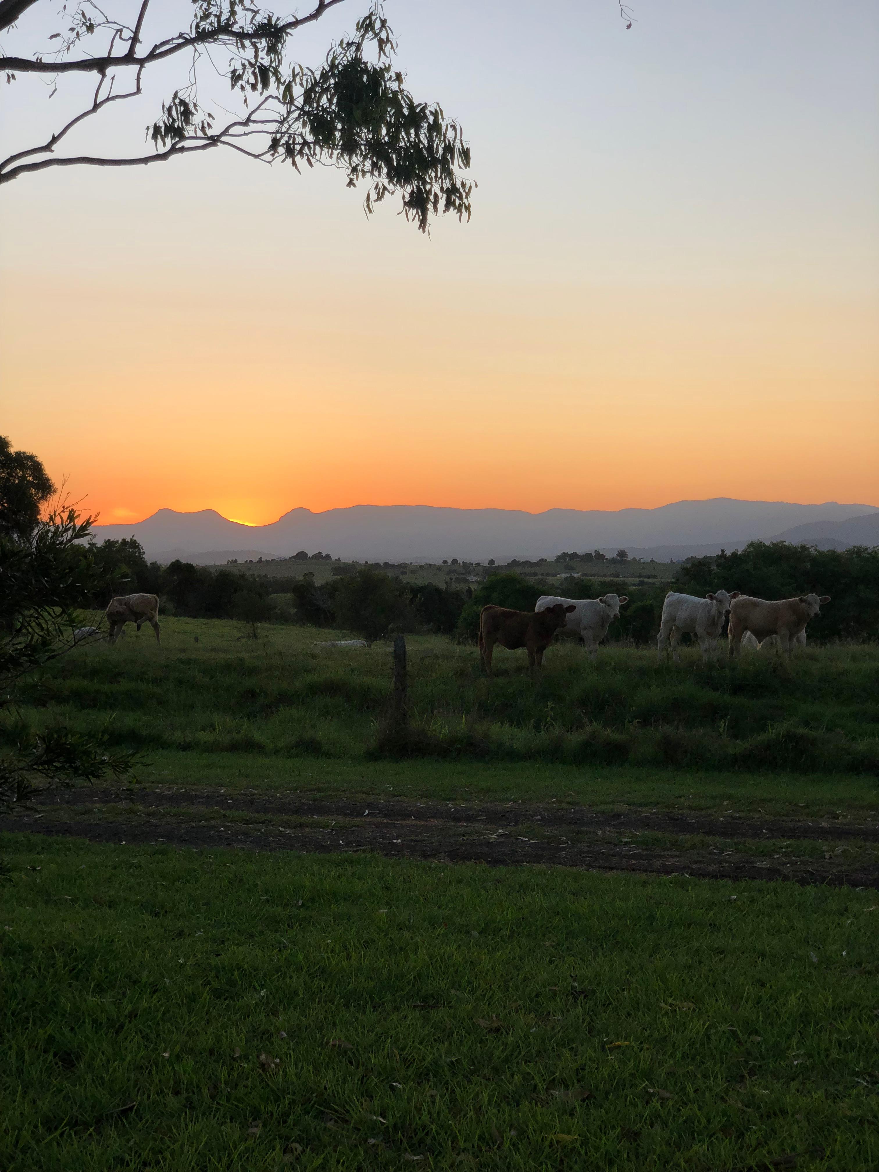 Olive View Estate - Stunning Views