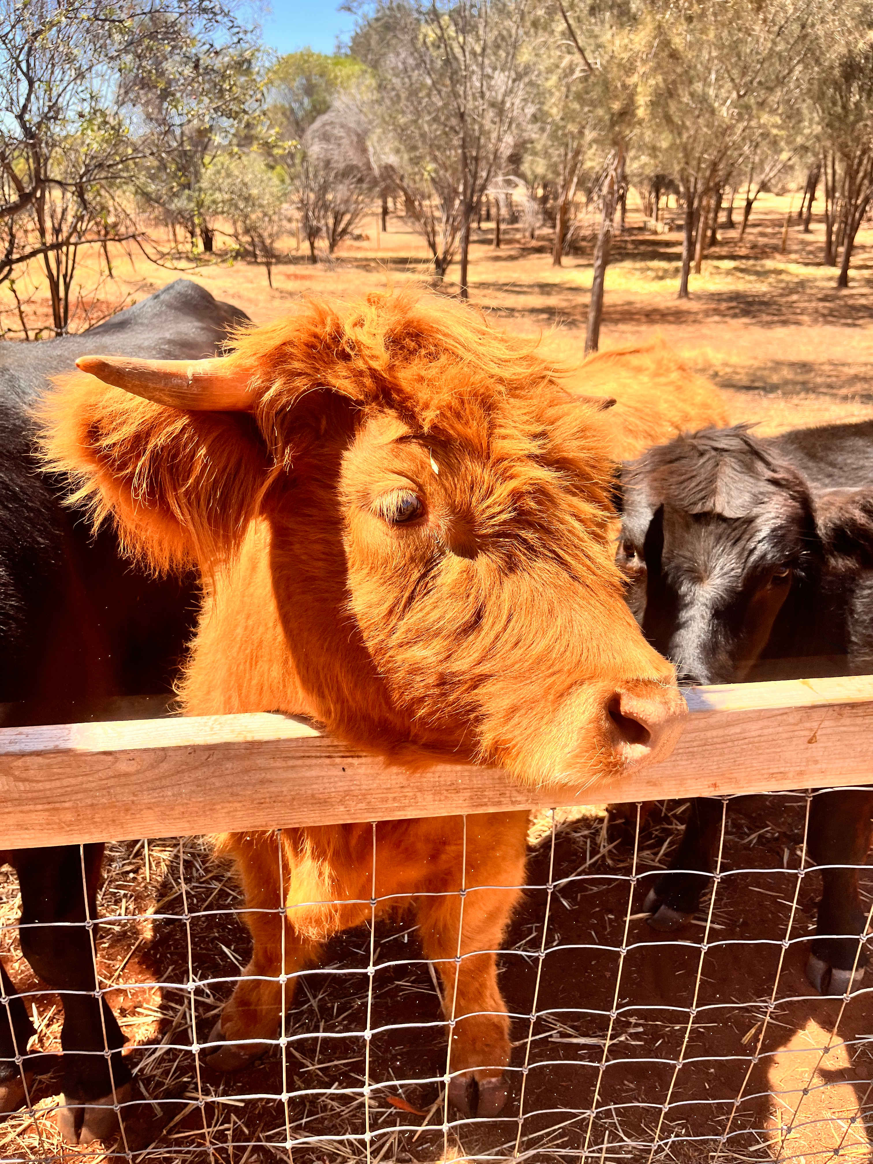 Sandalwood Downs  Farm Stay Toodyay
