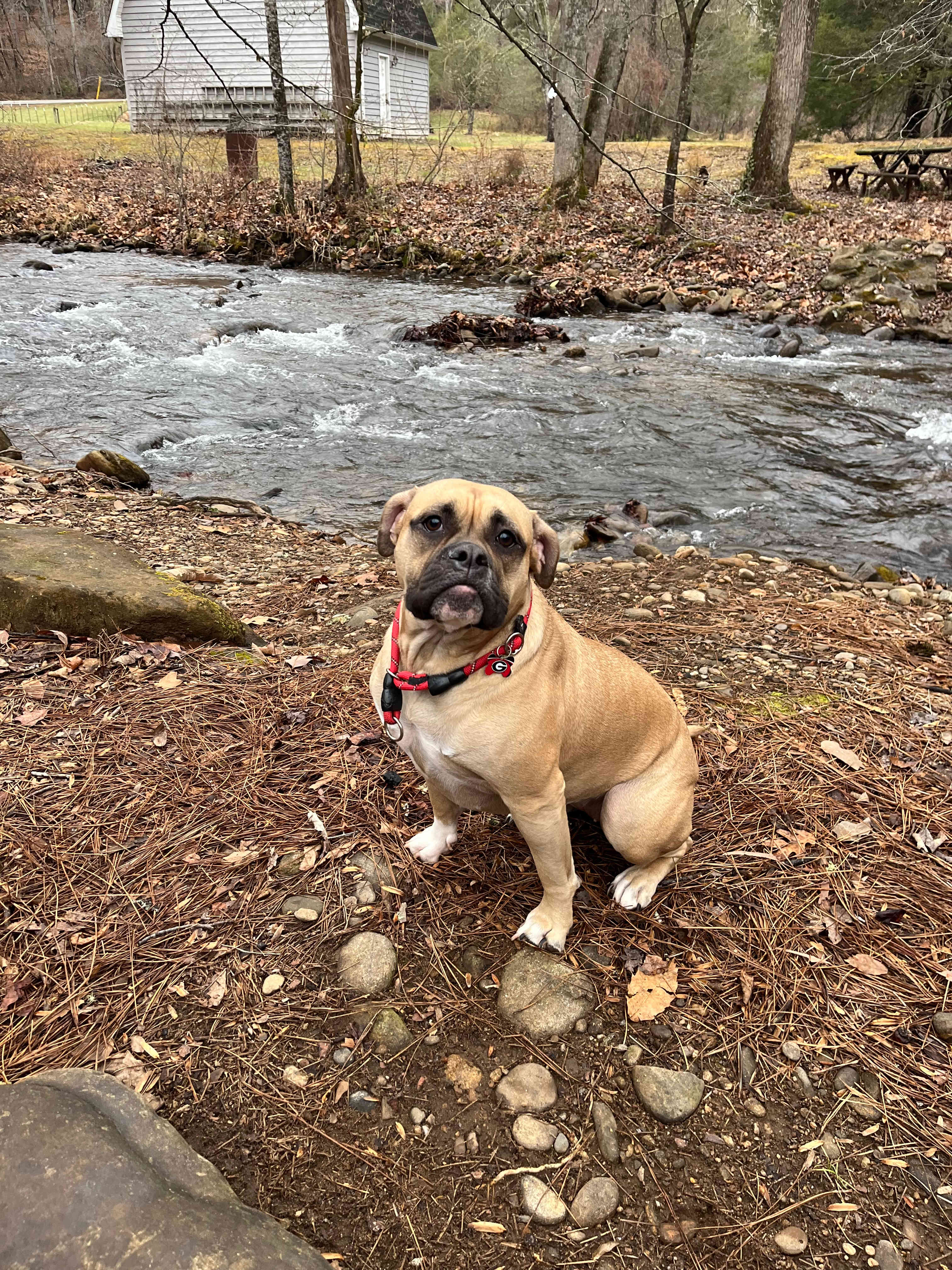 Treehouse Hollow and Cabin Rentals