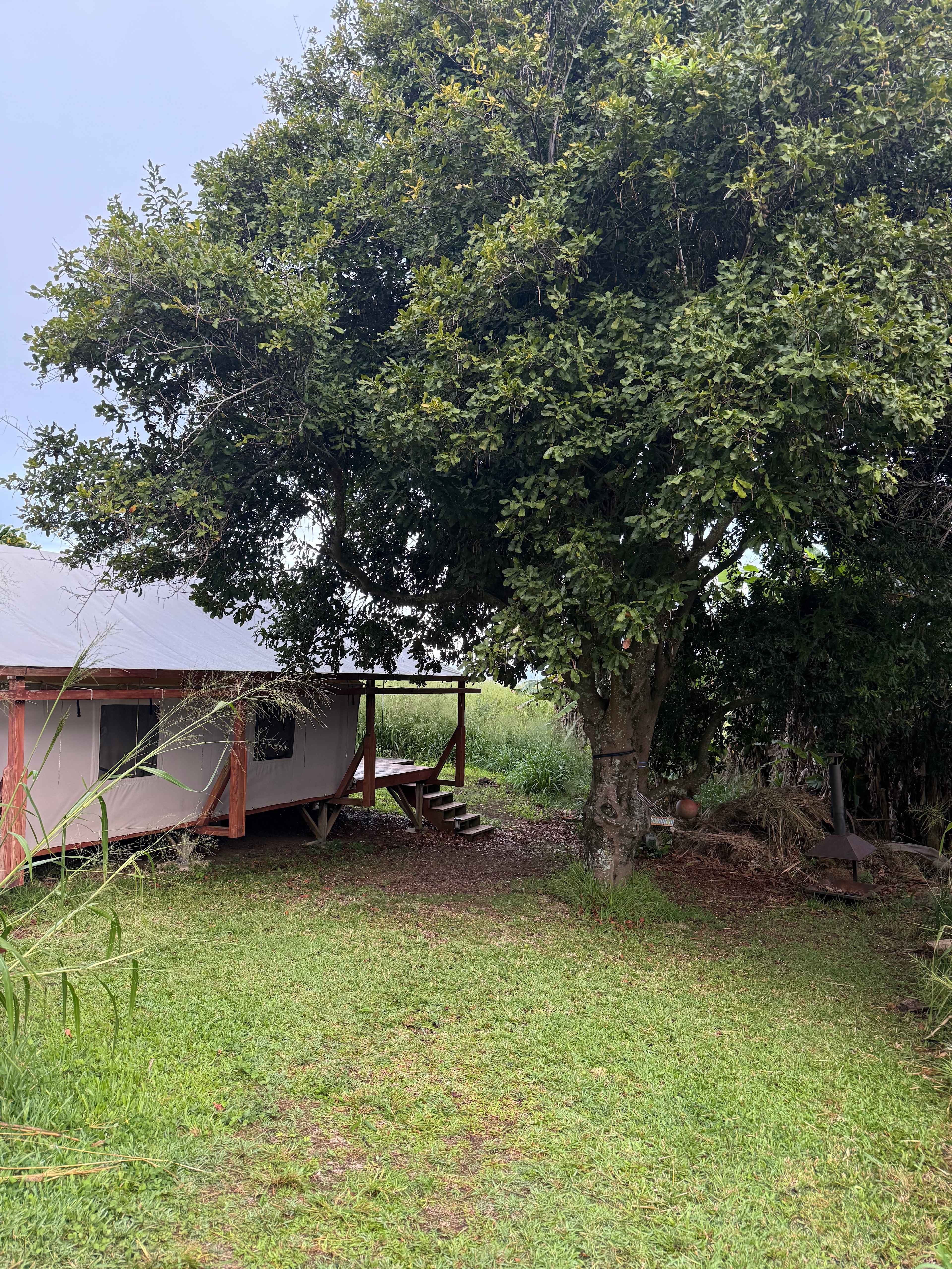 Macadamia nut tree & the back of the Mac Nut tent