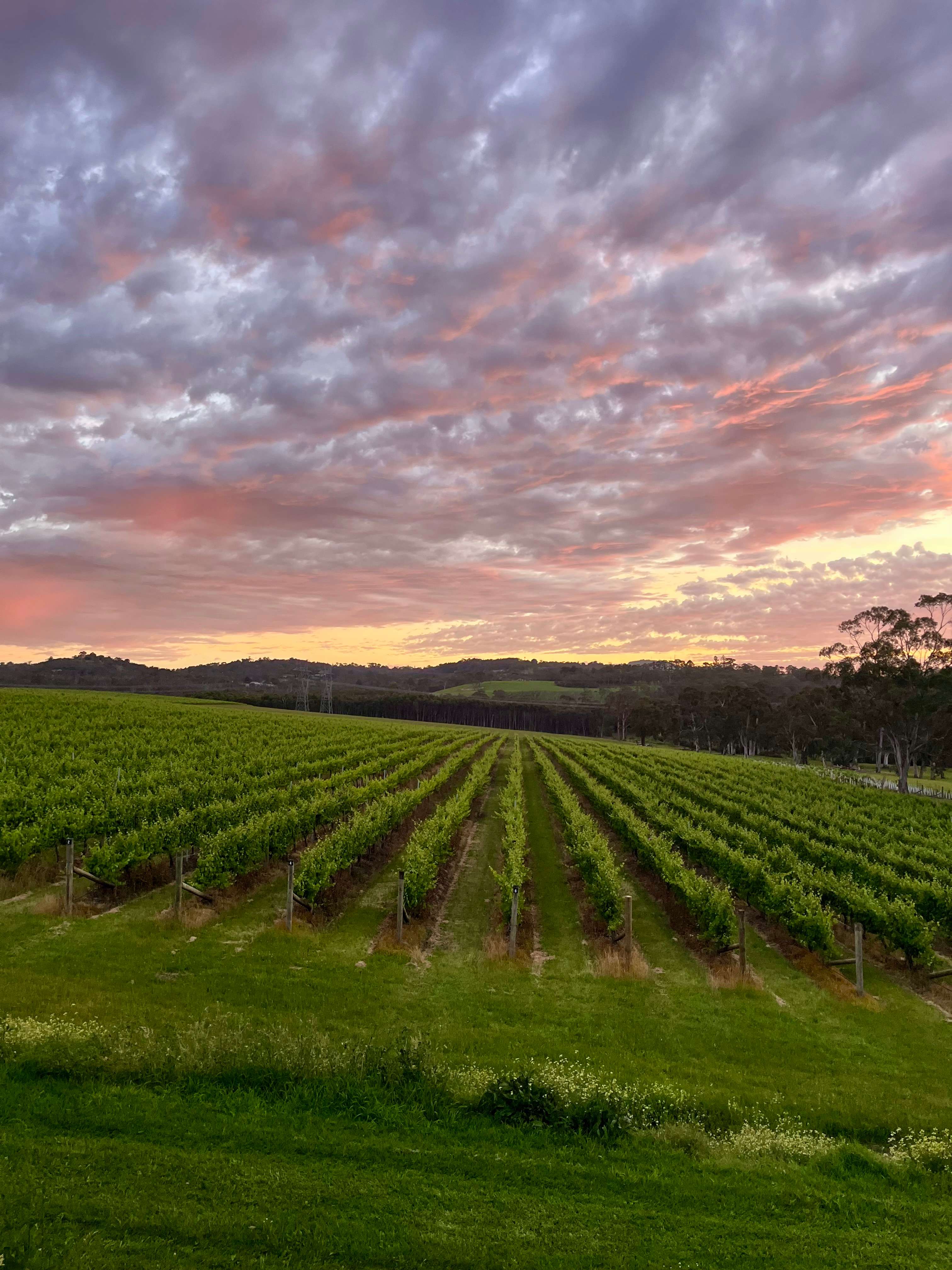 Yarra Valley Vineyard Views